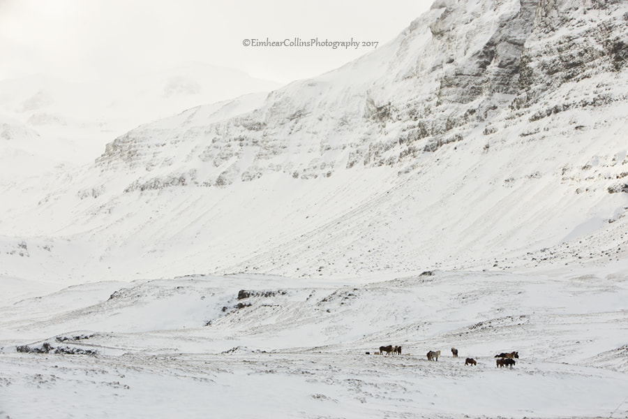 Canon EOS 6D sample photo. Horses in the snow photography