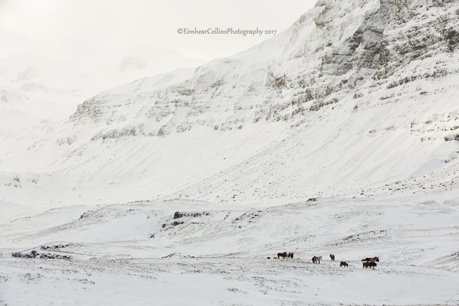 Canon EF 70-200mm F2.8L IS USM sample photo. Horses in the snow photography