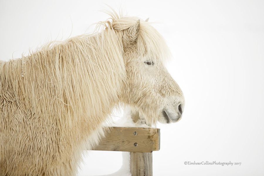 Canon EF 70-200mm F2.8L IS USM sample photo. Icelandic horse photography