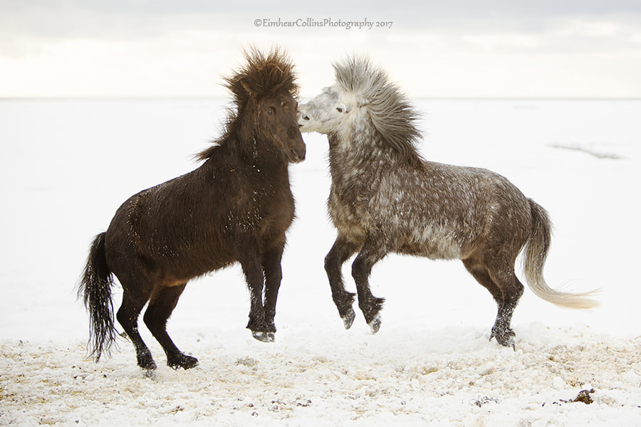 Canon EF 70-200mm F2.8L IS USM sample photo. Dancing in the snow photography
