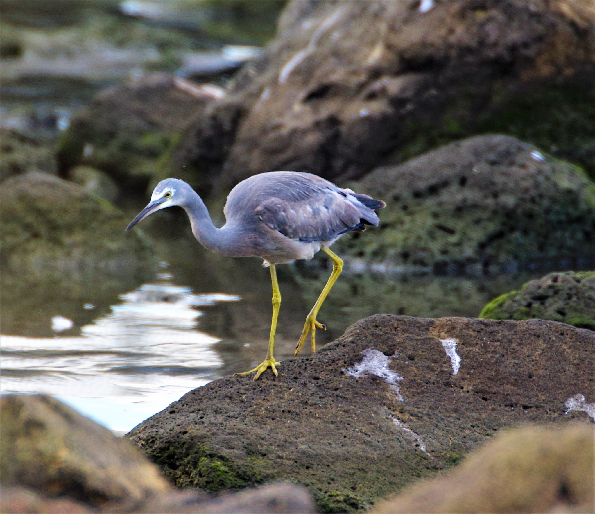 Pentax K-3 sample photo. Egret photography