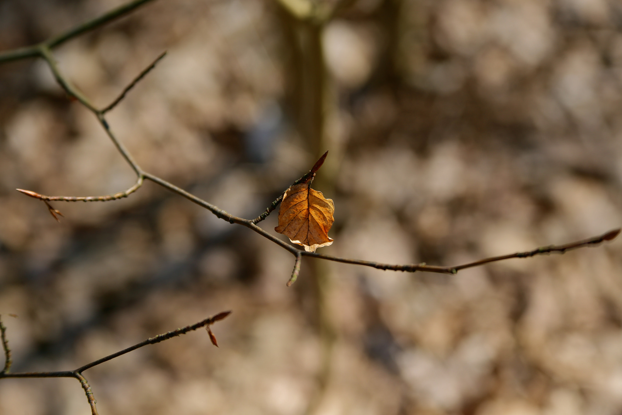 Canon EOS 6D sample photo. Berlin - steglitz / zehlendorf photography