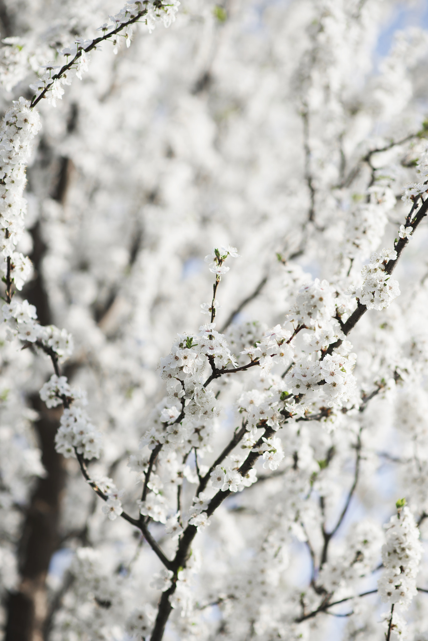 Nikon AF-S Nikkor 85mm F1.8G sample photo. Dsc photography
