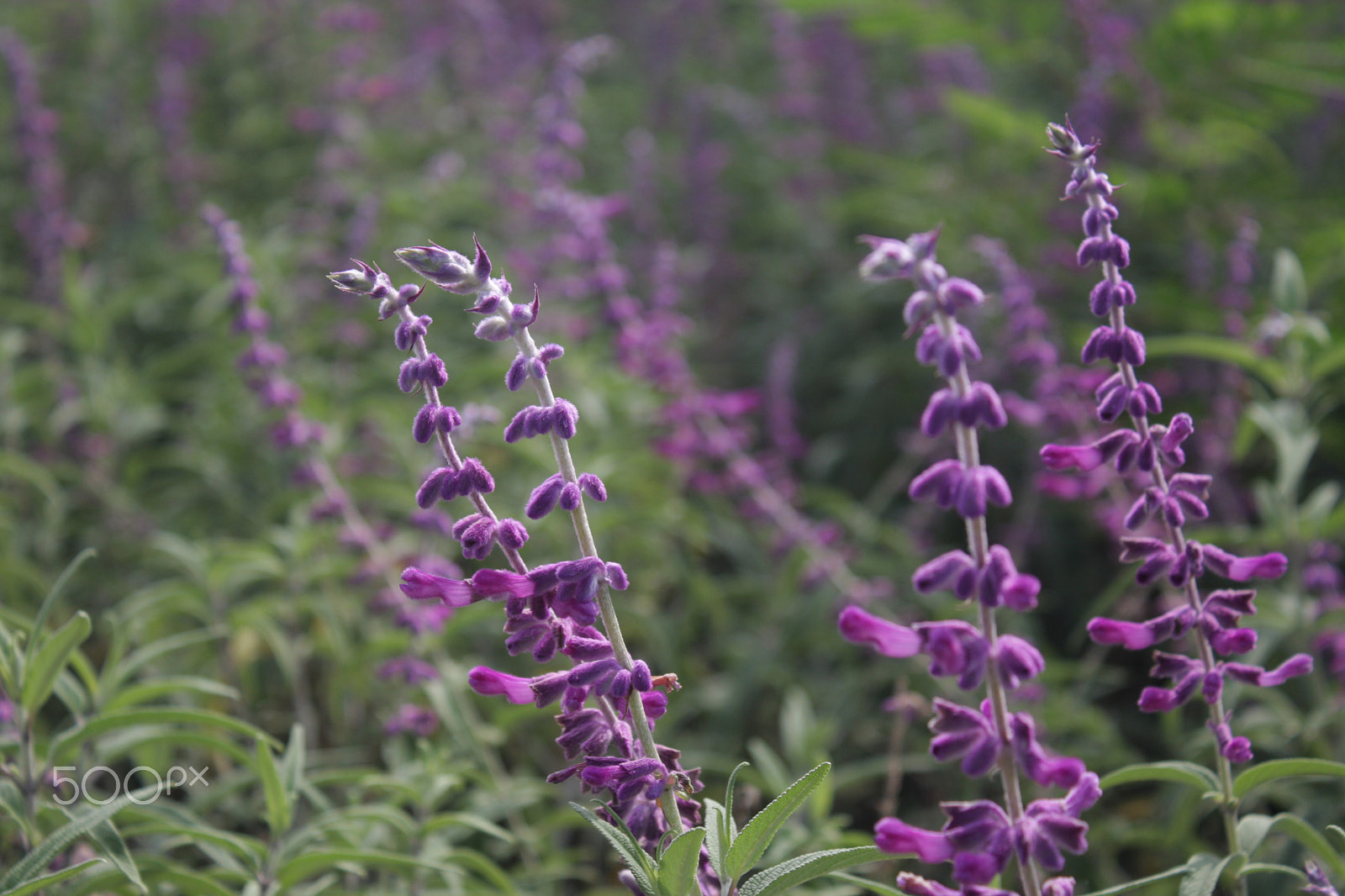 Canon EOS 40D sample photo. It's kind of flowers. photography