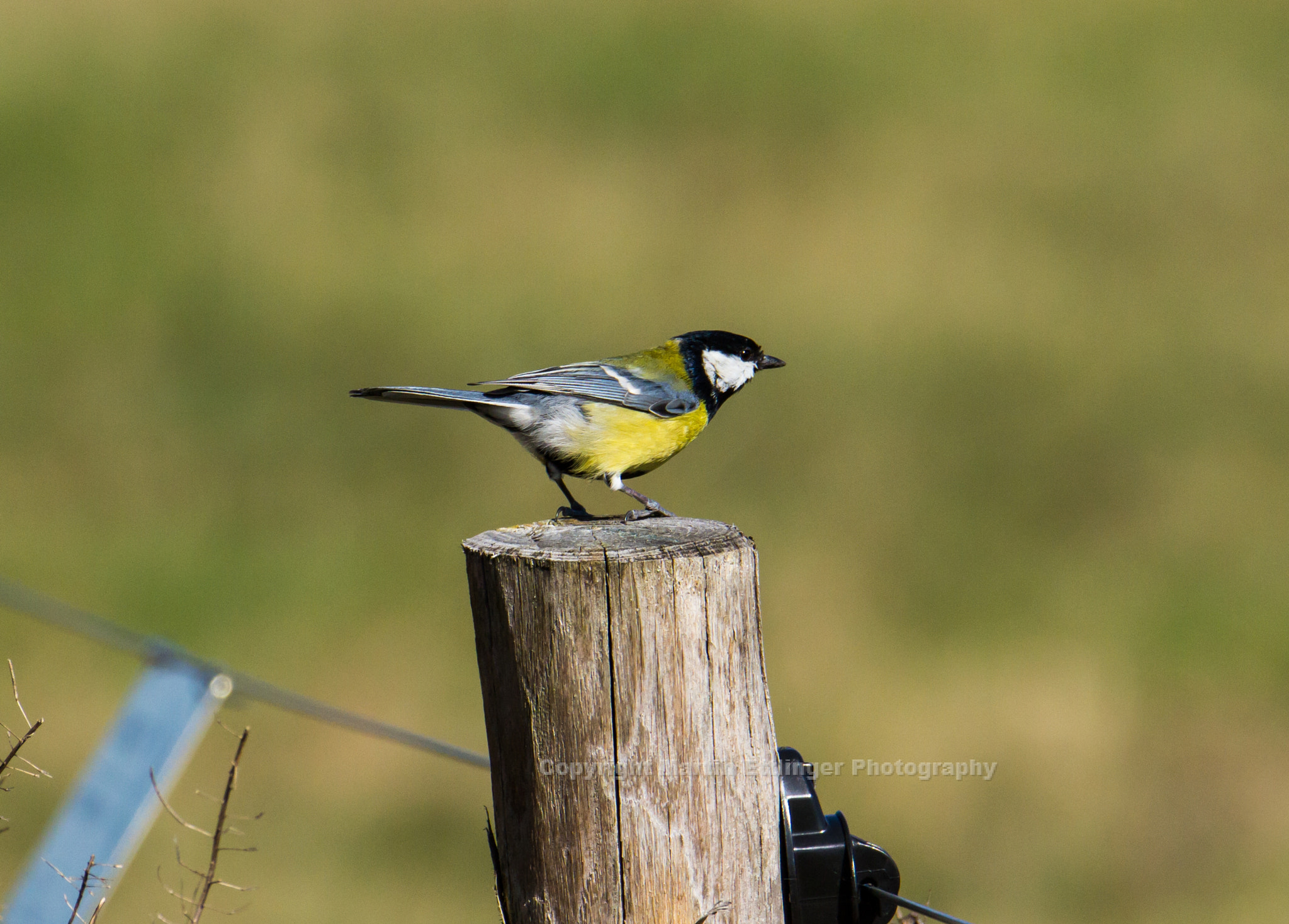 Canon EOS 7D sample photo. Great titmouse (parus major) stands at a pole from a electric fence 24032017 photography