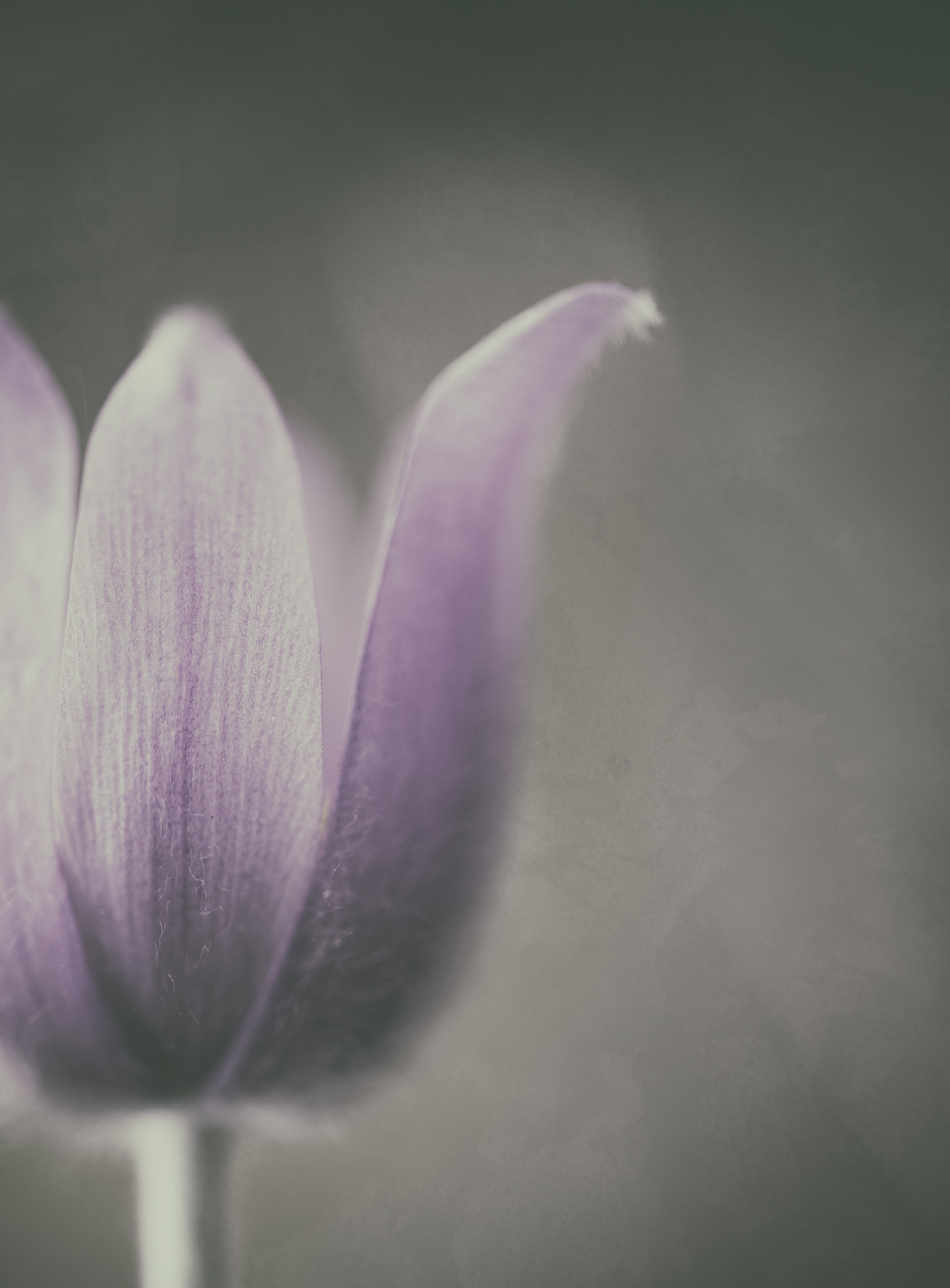 Sigma 105mm F2.8 EX DG OS HSM sample photo. Anemone photography