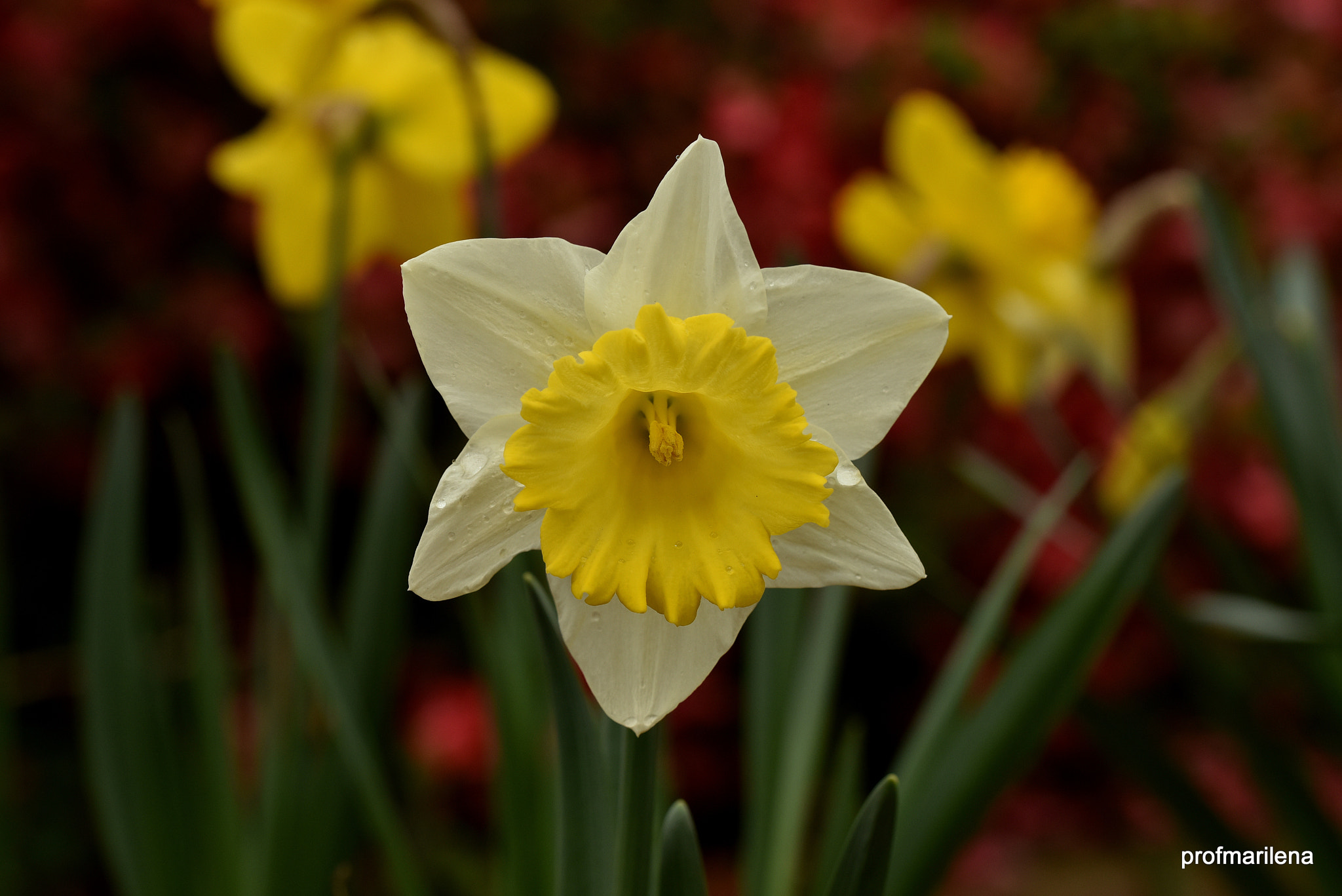 Sigma 150mm F2.8 EX DG OS Macro HSM sample photo. My giant daffodils under the rain photography