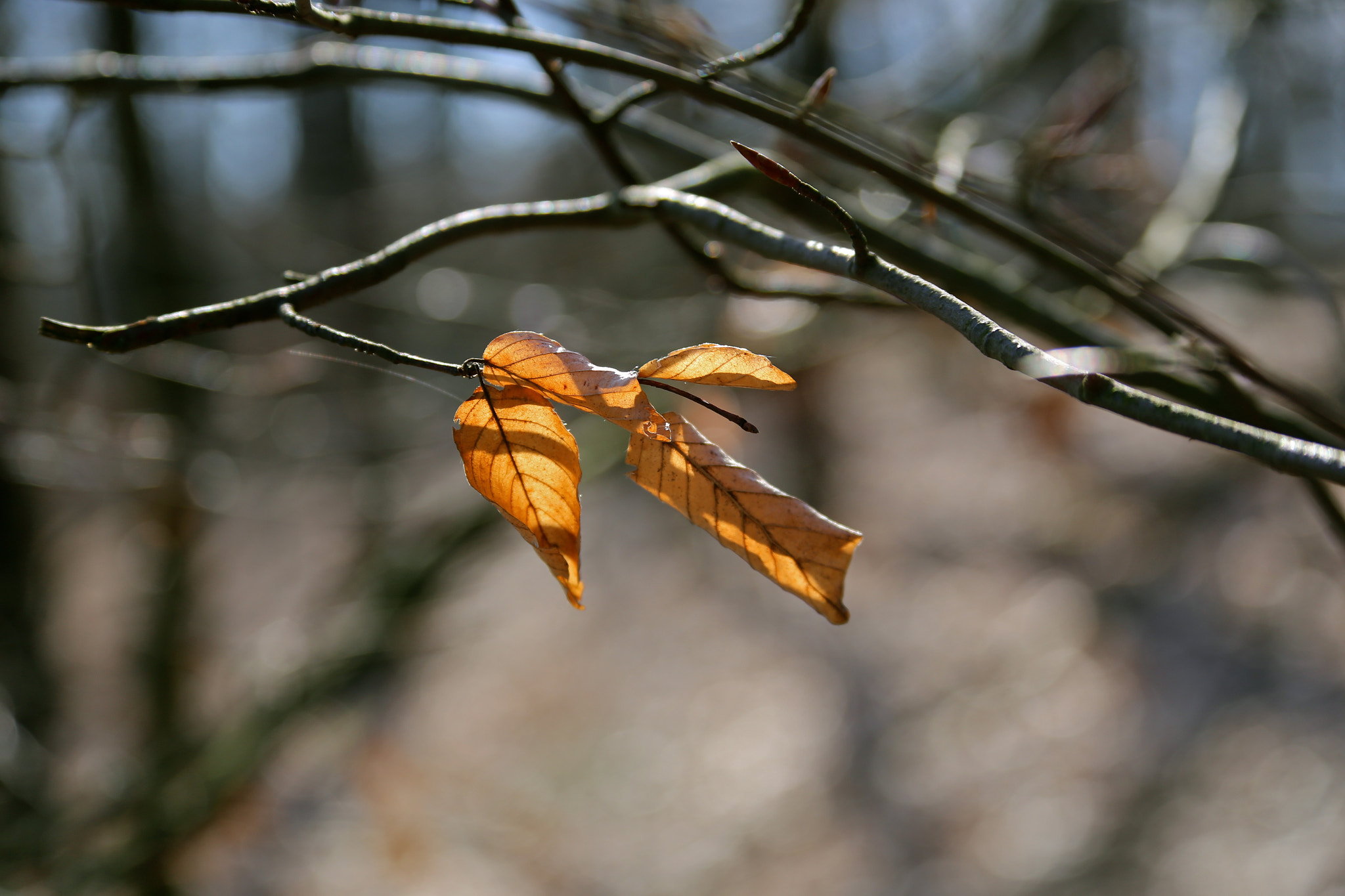 Canon EOS 6D sample photo. Berlin - steglitz / zehlendorf photography