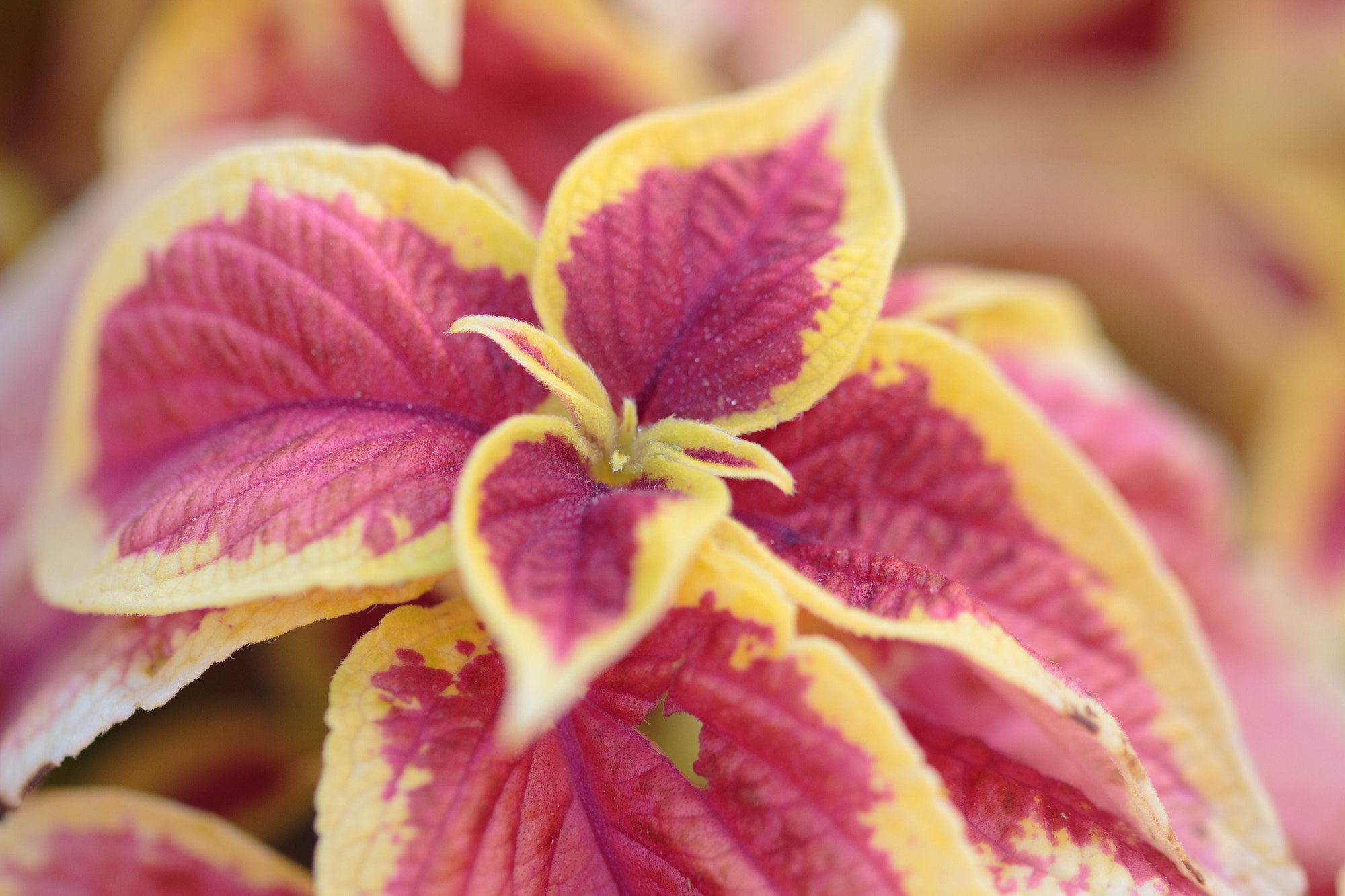 Sigma 105mm F2.8 EX DG OS HSM sample photo. Nature  photography