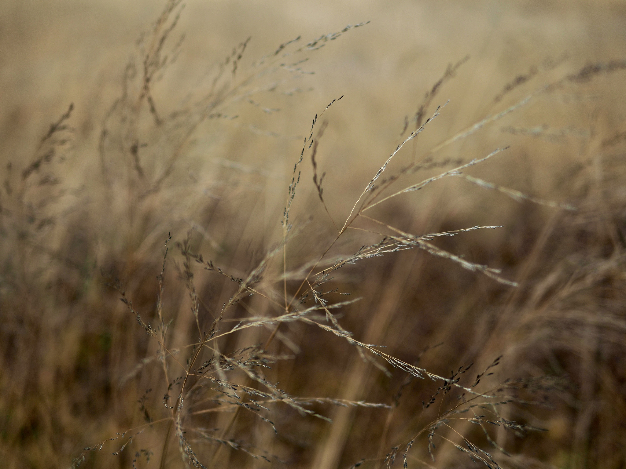 Olympus OM-D E-M5 II + Panasonic Leica DG Summilux 25mm F1.4 II ASPH sample photo. Gentle photography