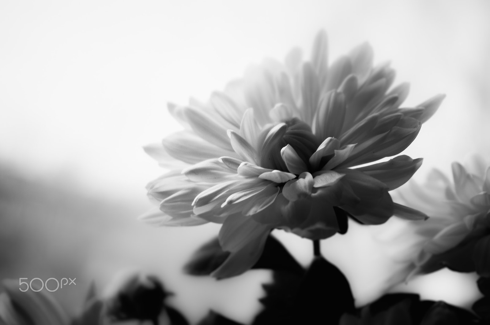 Sony Alpha NEX-6 sample photo. Chrysanthemum photography