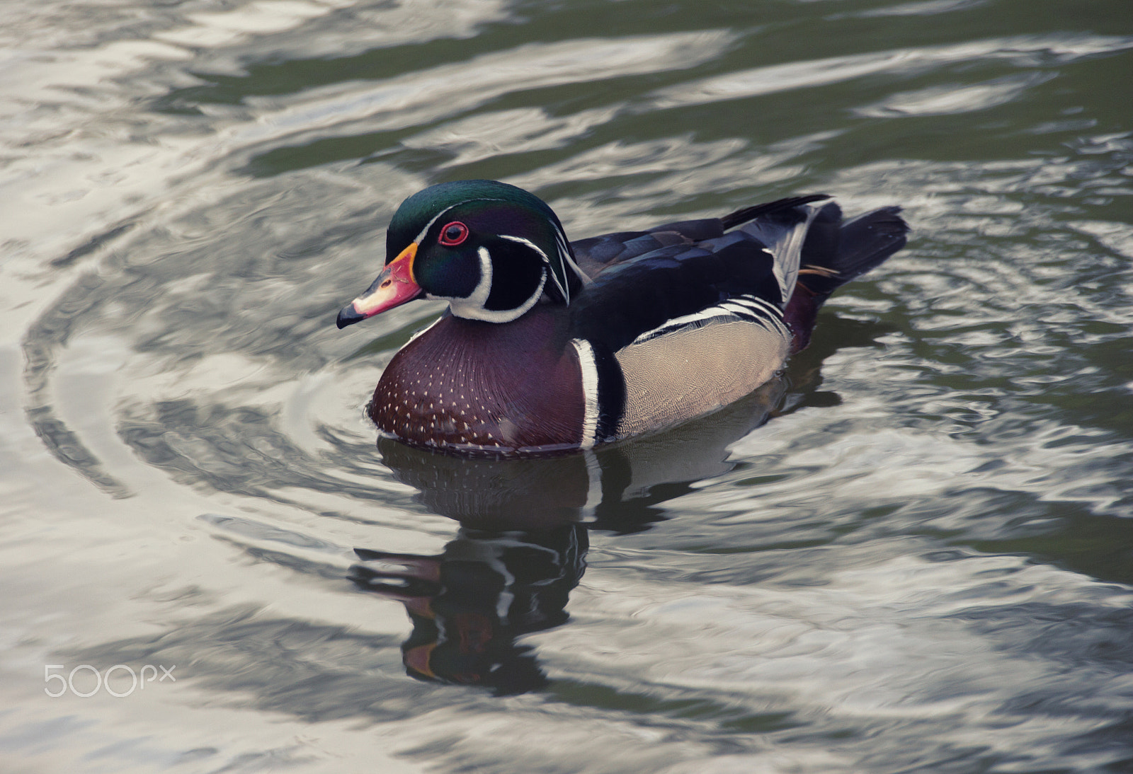 Canon EOS 650D (EOS Rebel T4i / EOS Kiss X6i) sample photo. Duck photography