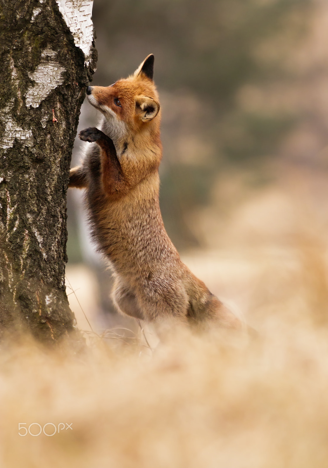 Canon EOS 80D + Canon EF 400mm F5.6L USM sample photo. Liška obecná photography