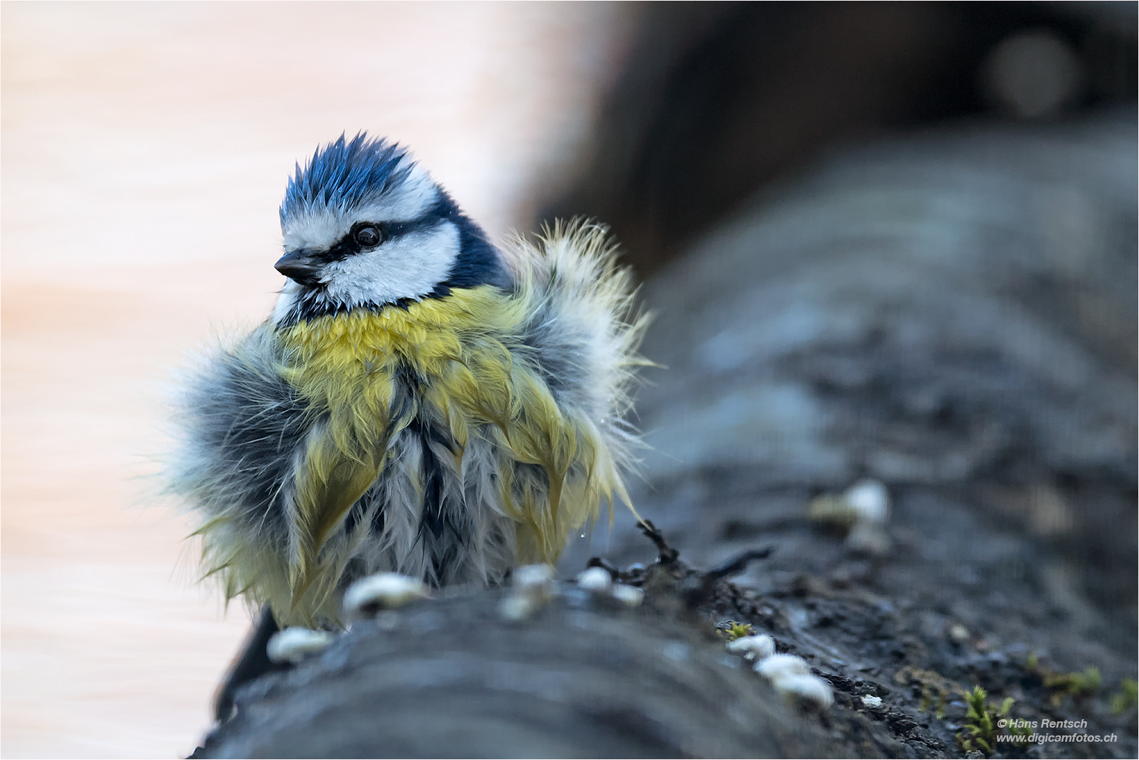 Nikon D5 sample photo. Spezielle blaumeise :-) photography