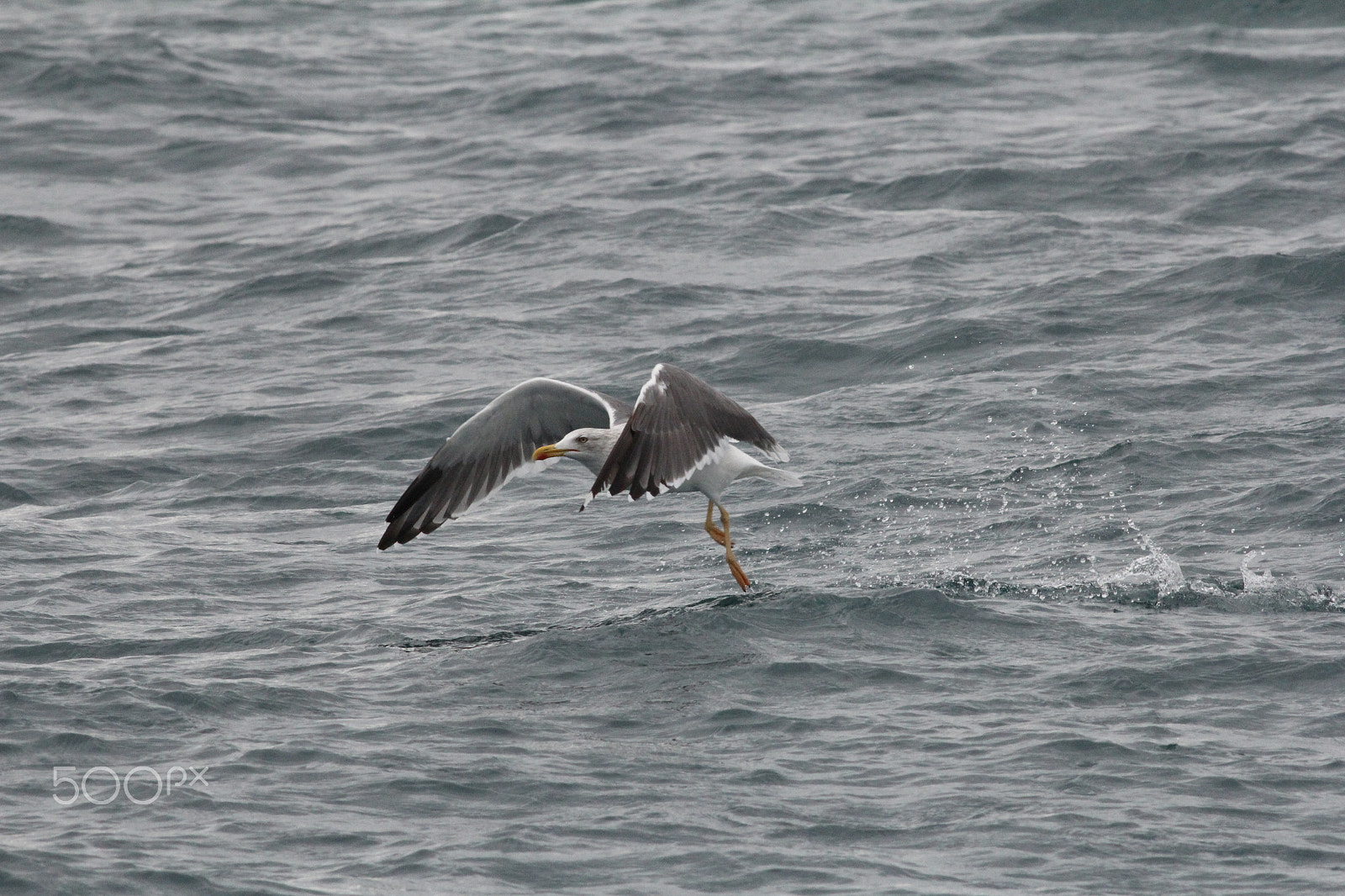 Canon EOS 60D sample photo. Lesser black-backed gull photography