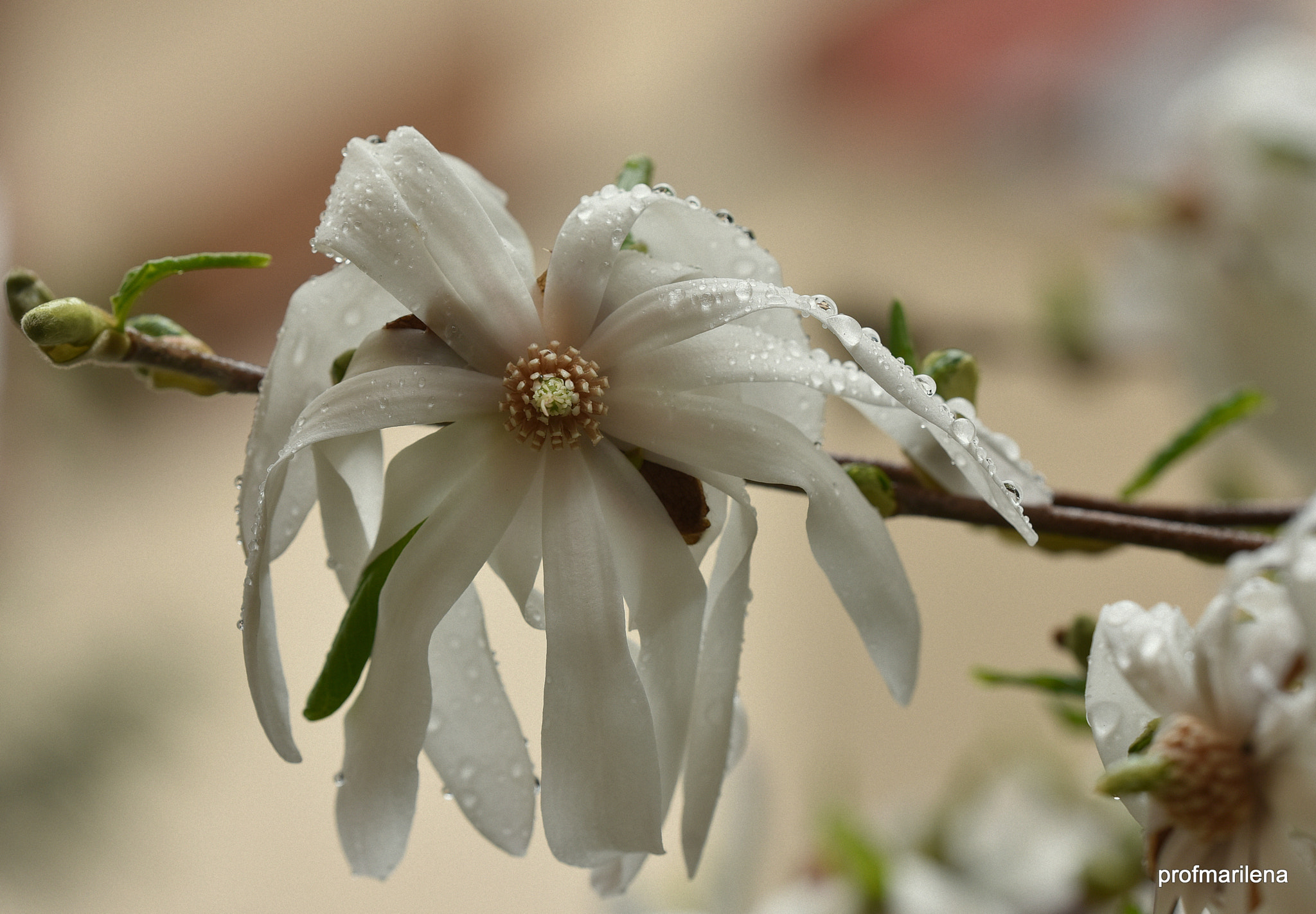 Nikon D810 sample photo. Last magnolia flowers under the rain photography