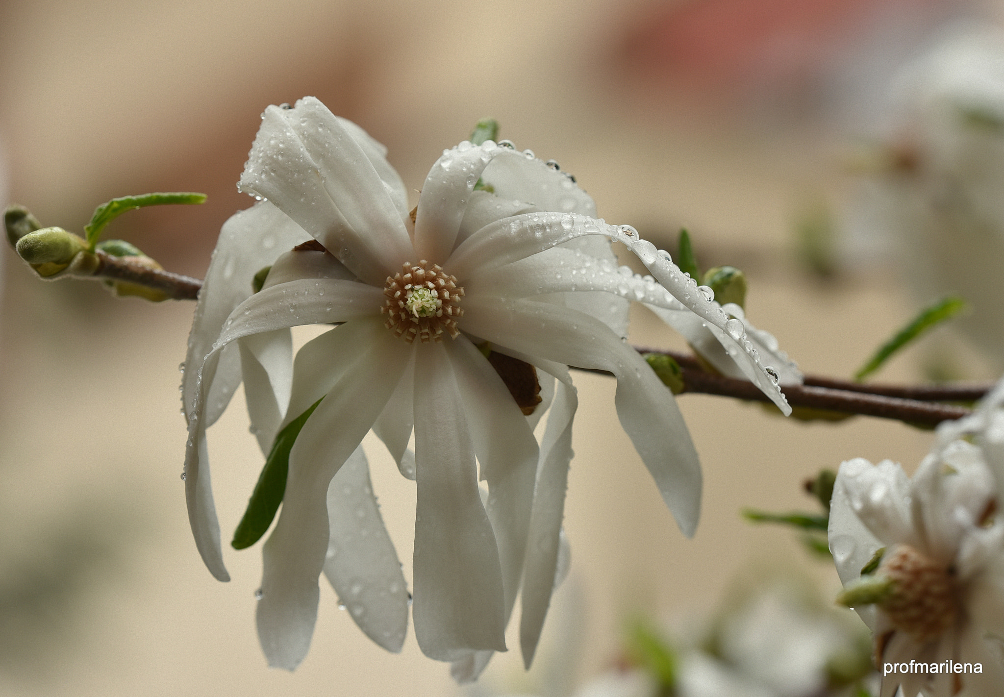 Sigma 150mm F2.8 EX DG OS Macro HSM sample photo. Last magnolia flowers under the rain photography