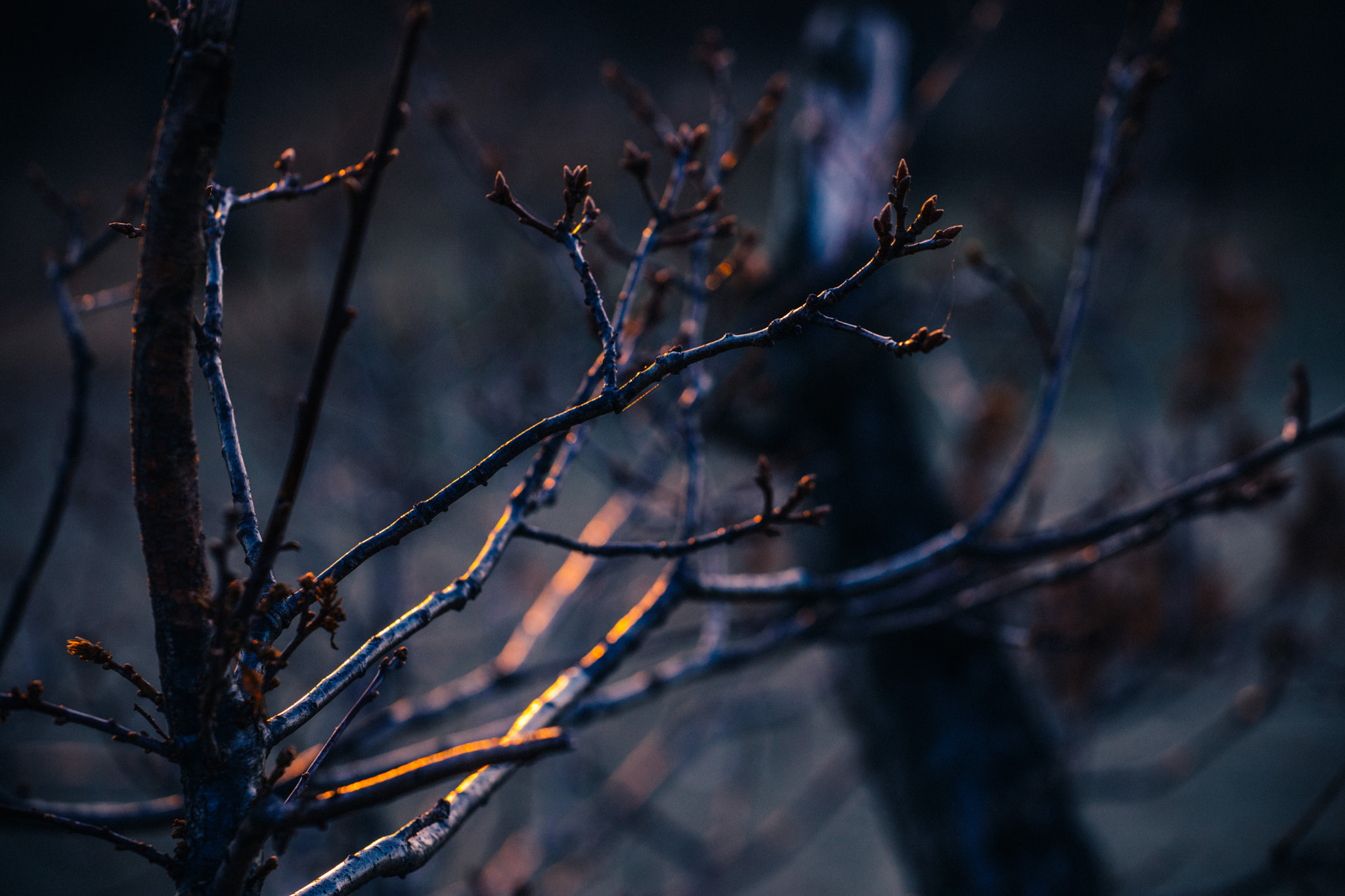 Canon EF 70-200mm F4L USM sample photo. Golden touch photography