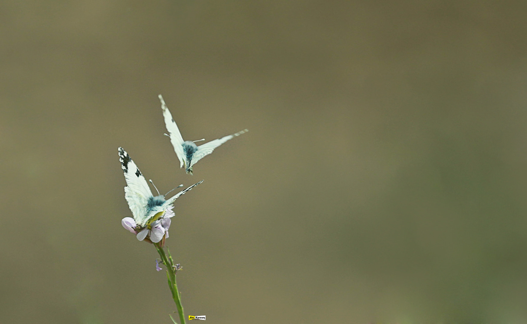 Canon EF-S 55-250mm F4-5.6 IS II sample photo