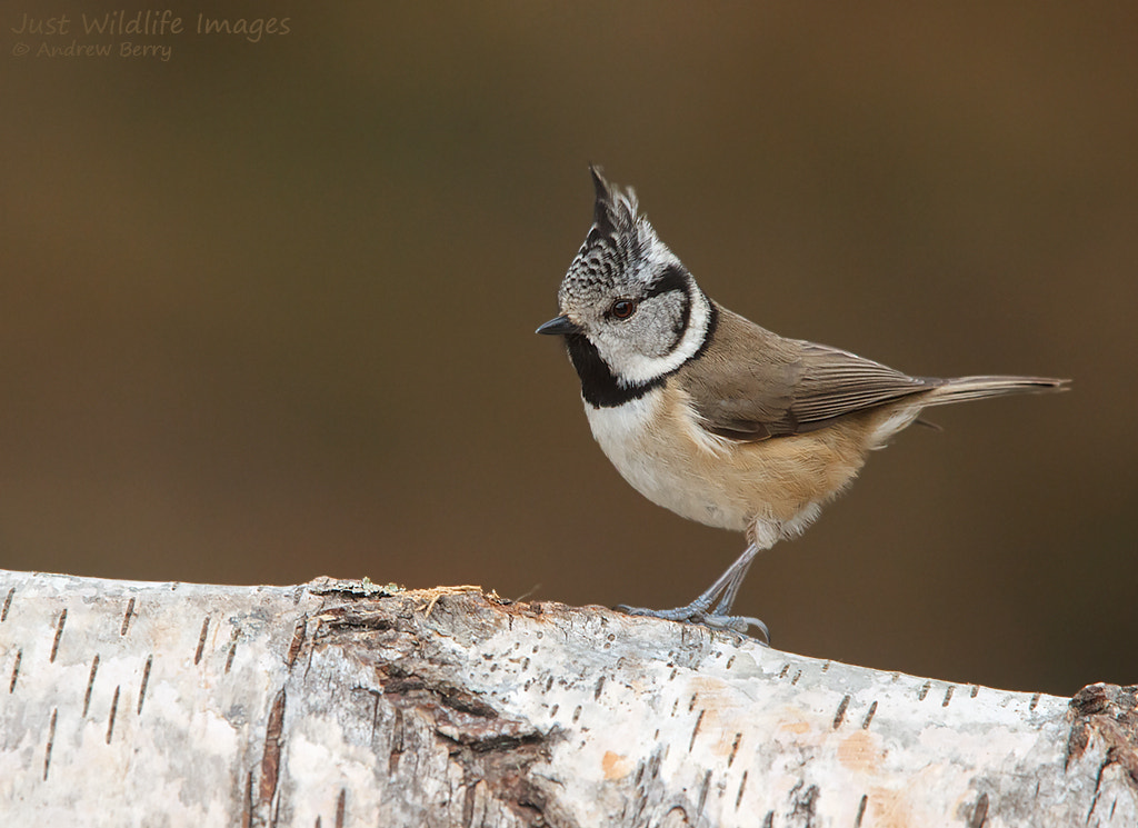 Canon EF 300mm F2.8L IS USM sample photo. Crested tit photography