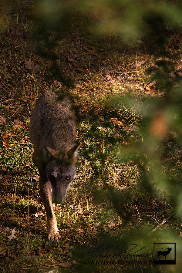 Sigma 150-600mm F5-6.3 DG OS HSM | C sample photo. The wolf photography