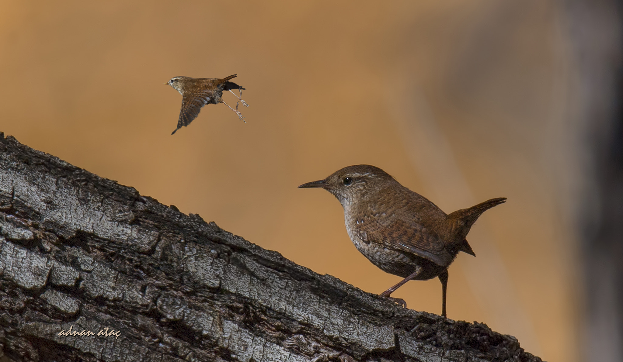 Sigma 150-600mm F5-6.3 DG OS HSM | S sample photo. Çitkuşu - eurasian wren - troglodytes troglodytes photography