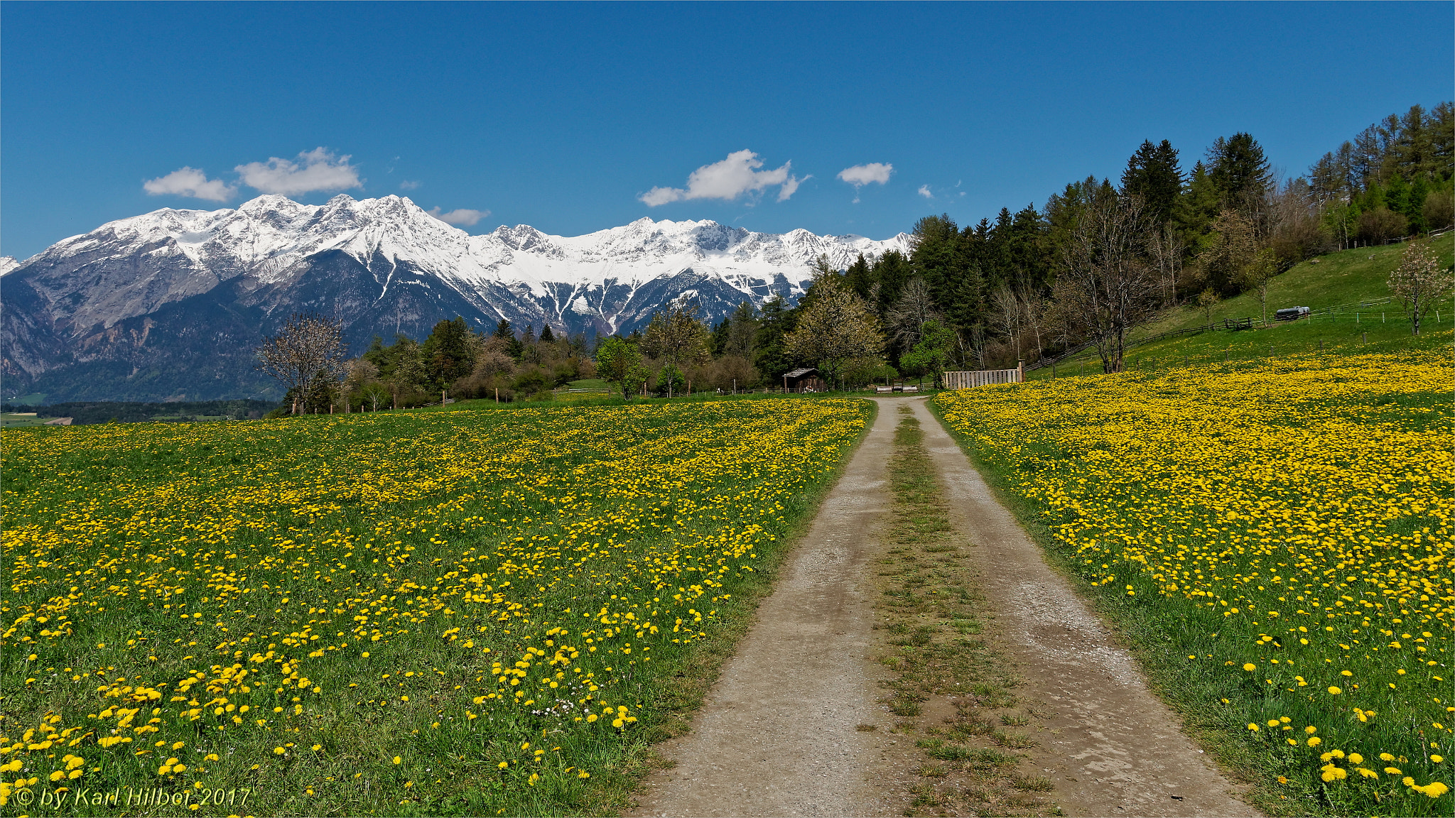 Panasonic Lumix DMC-GX8 + IO 12-35mm F2.8 sample photo. Löwenzahnwiese rosengarten, dxo photography