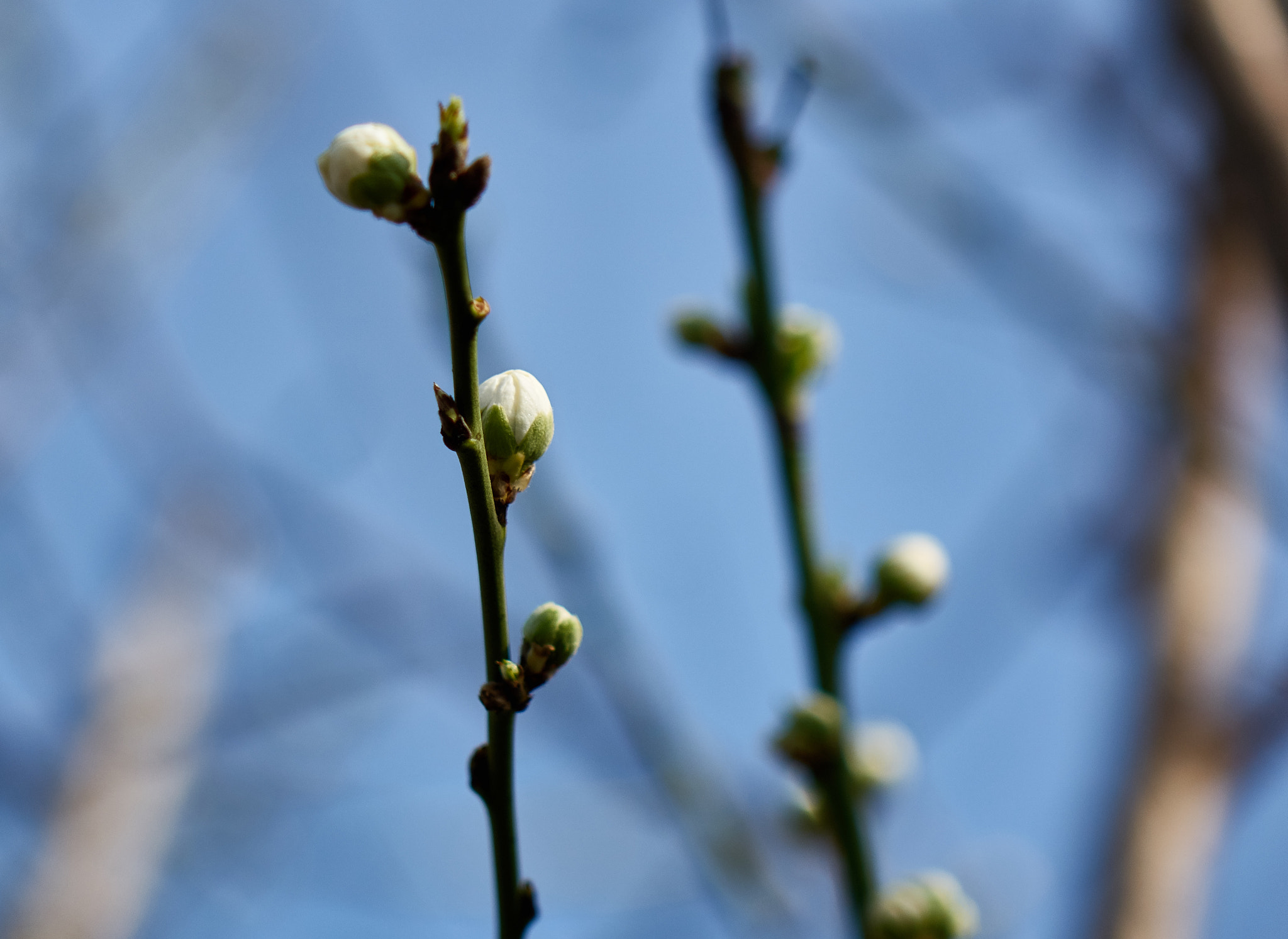 Sony Cyber-shot DSC-RX10 + Sony Cyber-shot DSC-RX10 sample photo. Spring flower photography