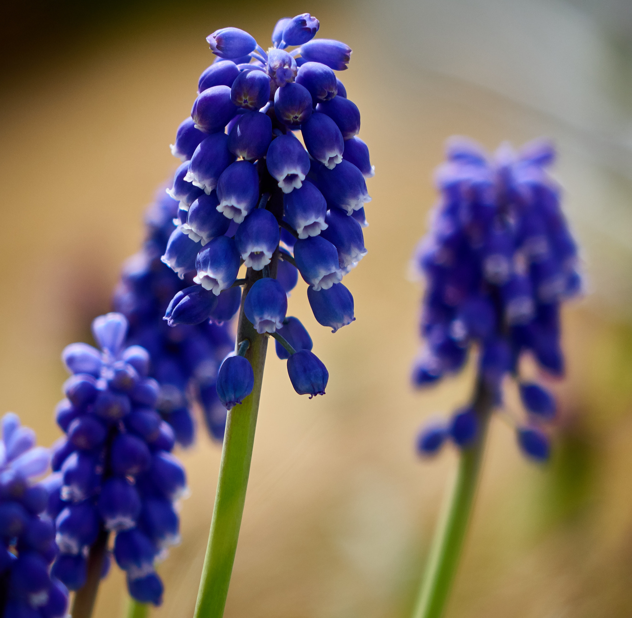 Sony Cyber-shot DSC-RX10 sample photo. Spring flower photography