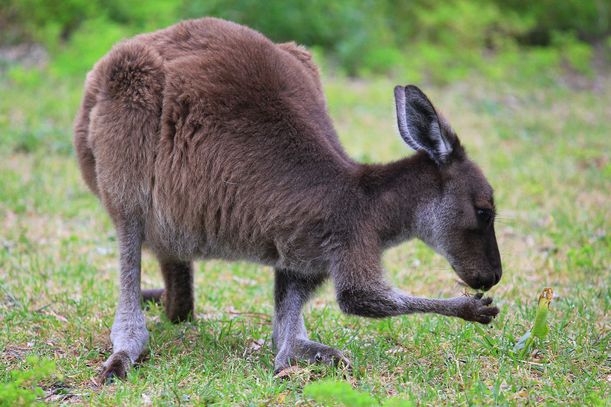 Canon EF-S 55-250mm F4-5.6 IS sample photo. Kangaroo photography