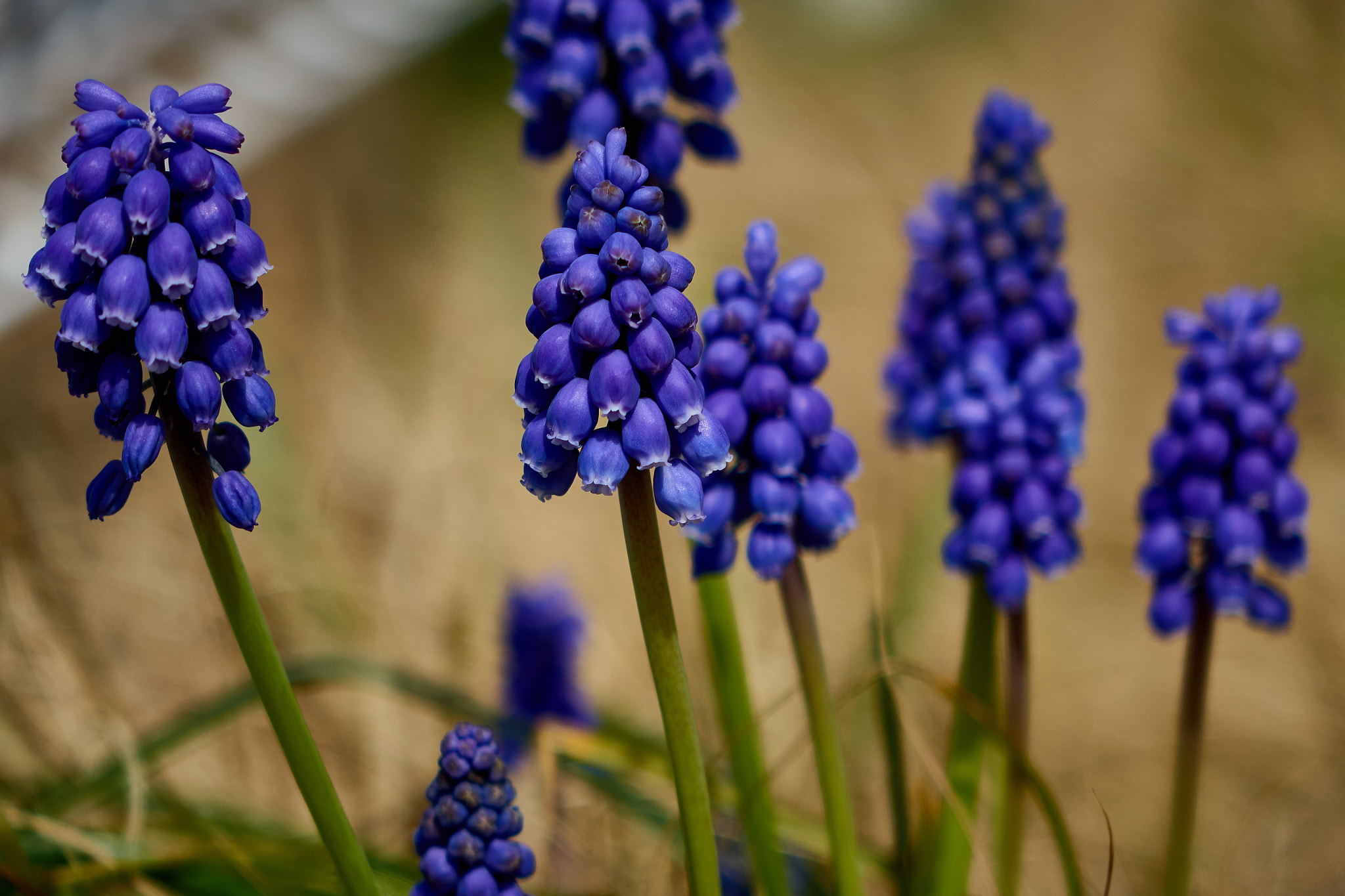 Sony Cyber-shot DSC-RX10 sample photo. Spring flower photography