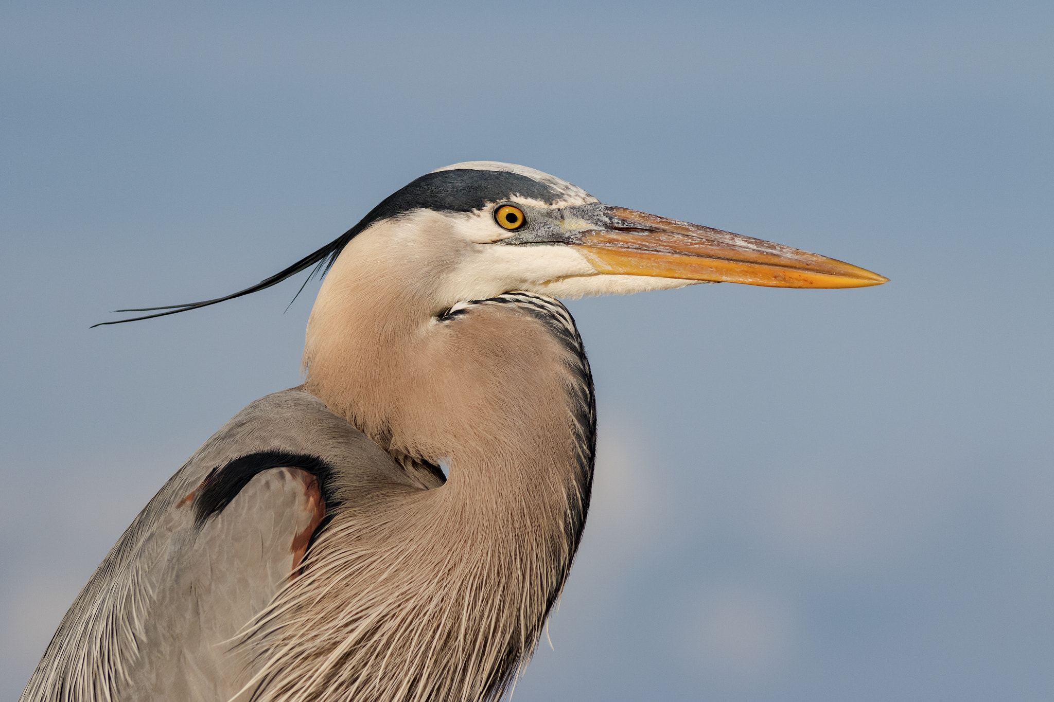 Canon EF 70-300mm F4-5.6 IS USM sample photo. Windblown photography