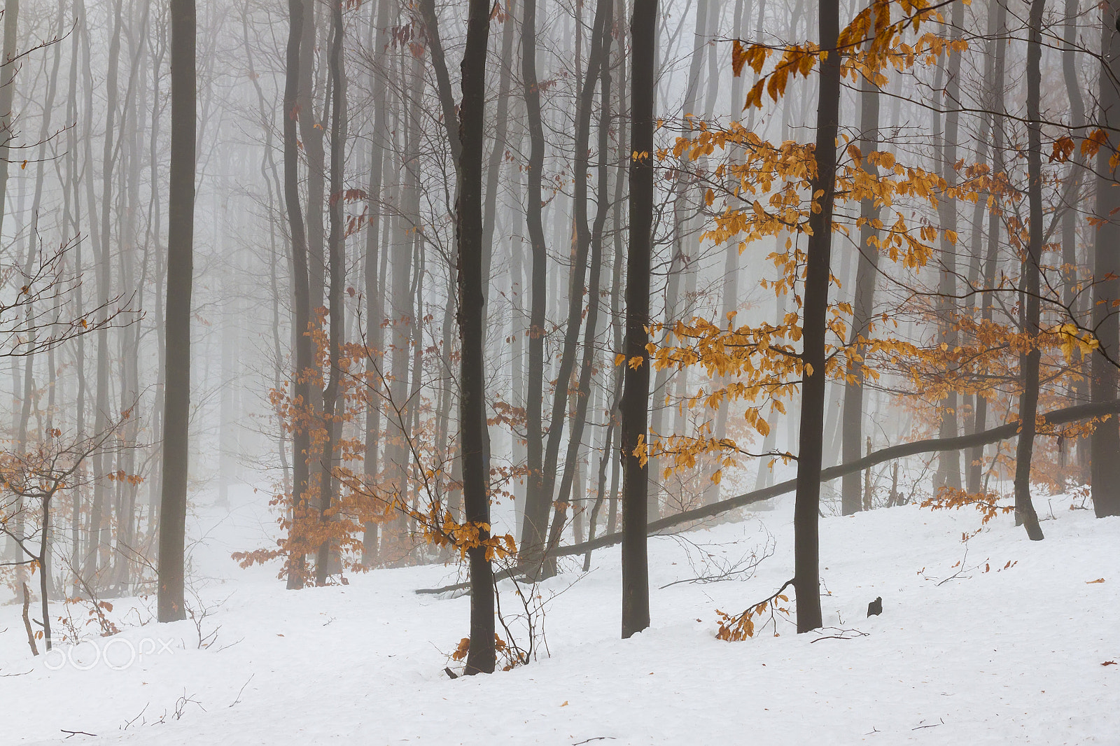 Tamron SP AF 17-50mm F2.8 XR Di II LD Aspherical (IF) sample photo. The mysterious forest of mount izdremets photography