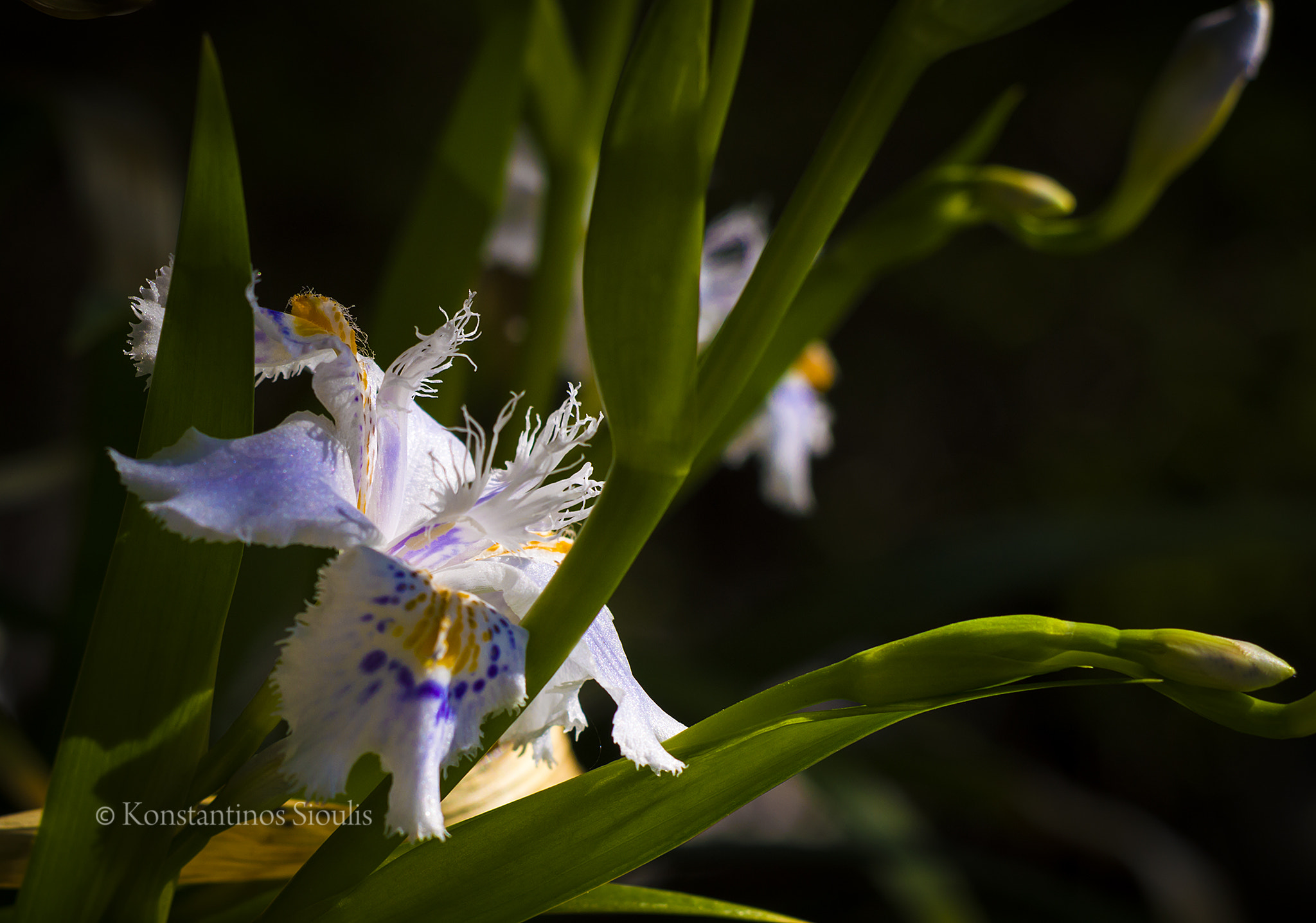Nikon D3200 sample photo