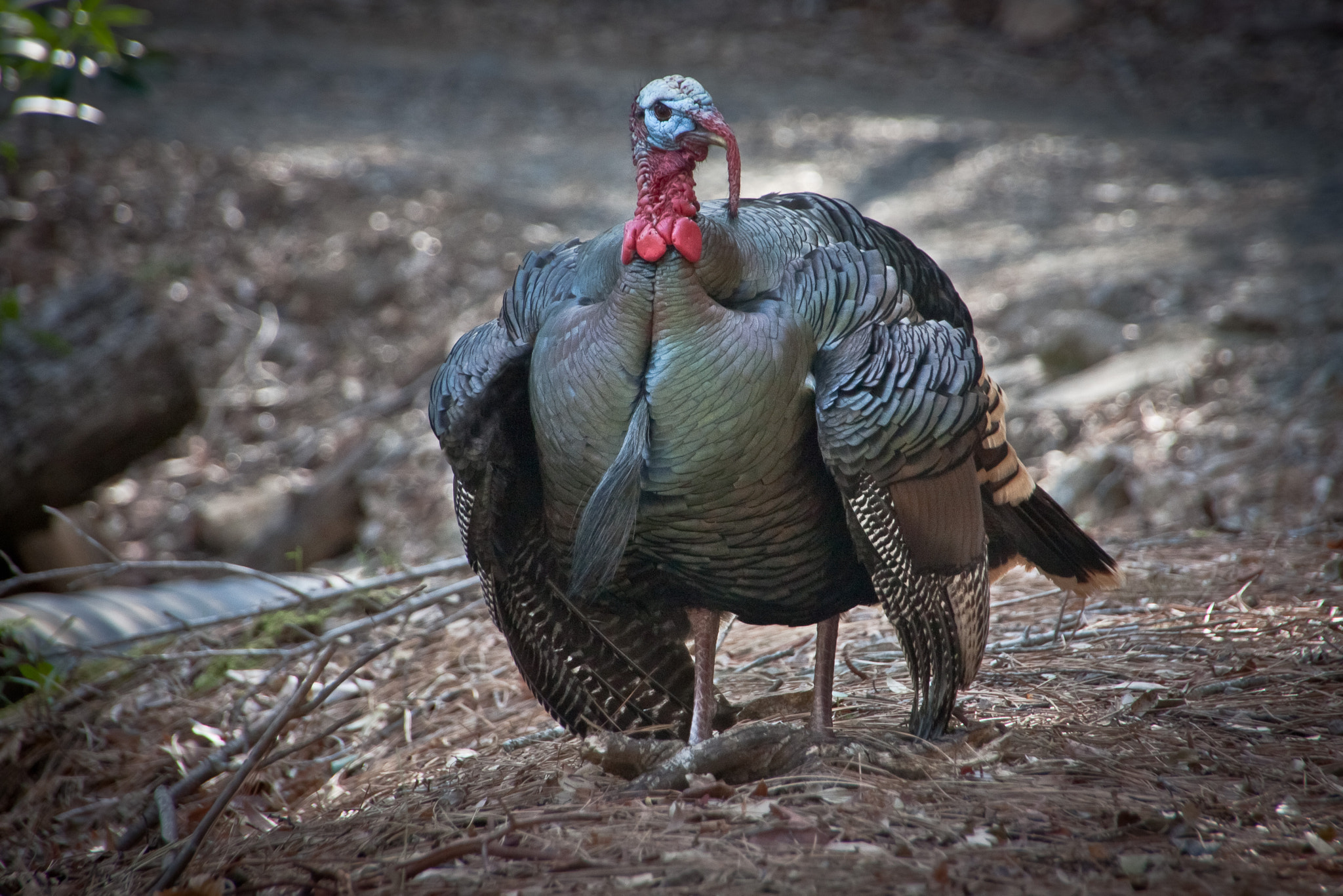 Canon EOS 450D (EOS Rebel XSi / EOS Kiss X2) sample photo. Wild turkey photography