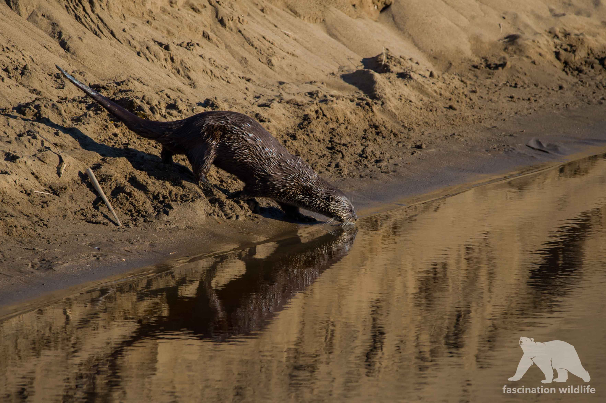 Nikon D4S sample photo. Otter reflection photography