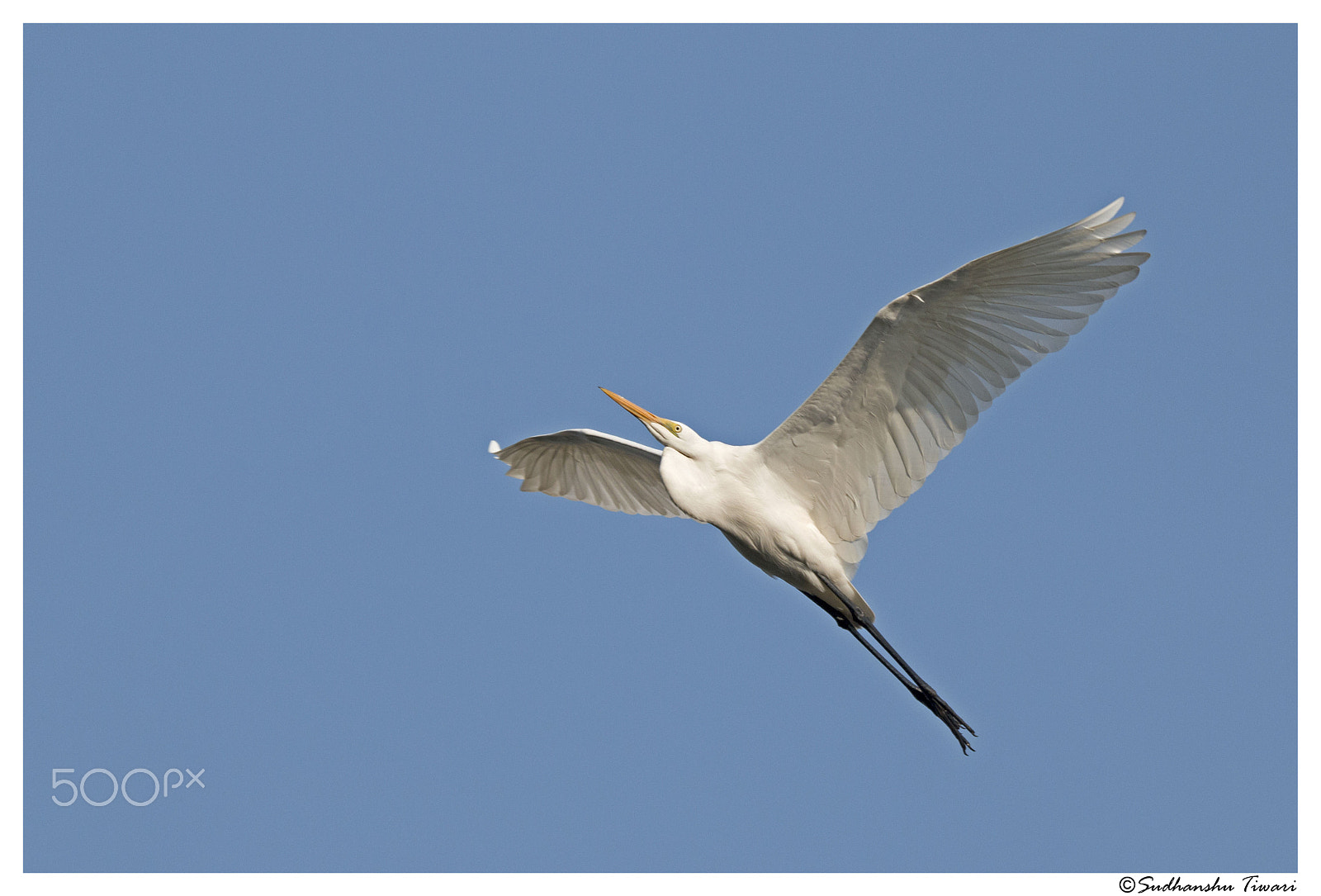 Canon EOS 70D sample photo. Intermediate egret (ardea intermedia) - flying photography