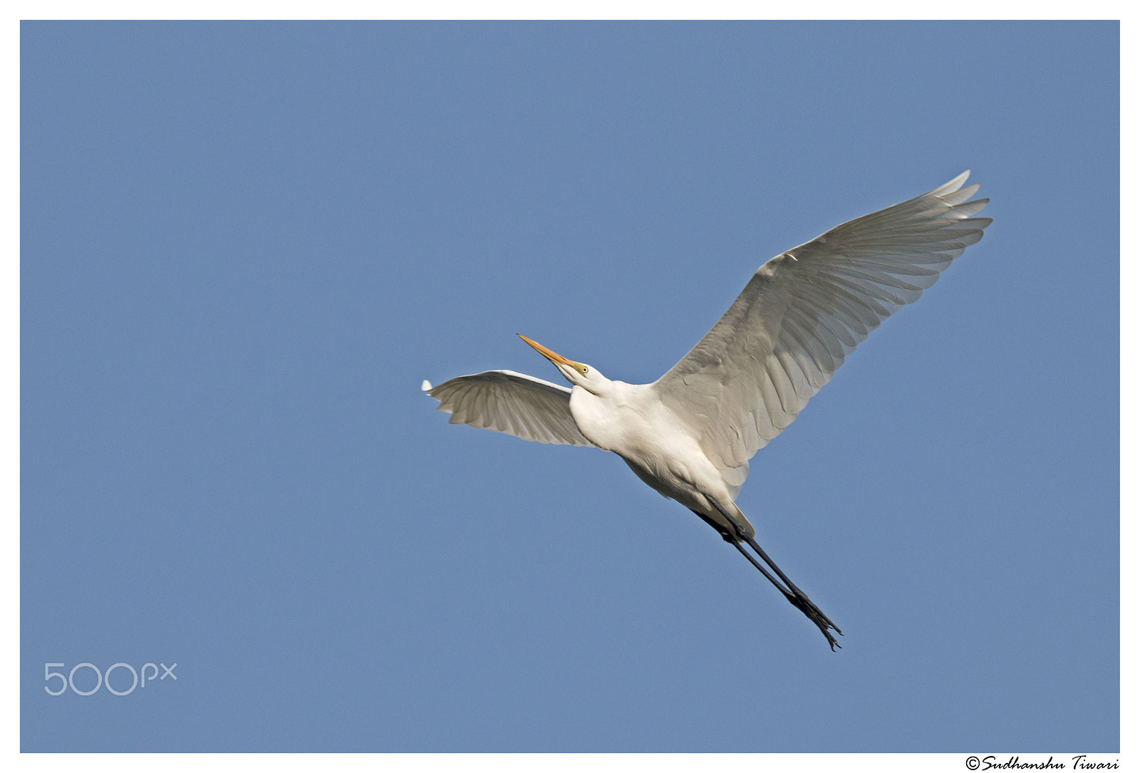 Tamron SP 150-600mm F5-6.3 Di VC USD sample photo. Intermediate egret (ardea intermedia) - flying photography