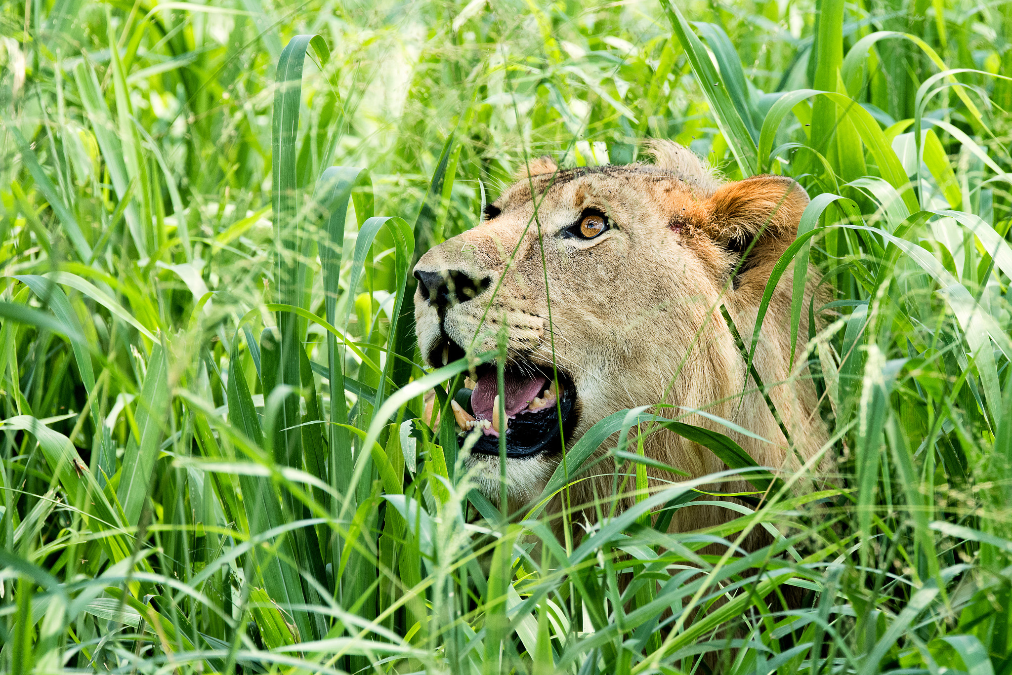 Nikon D750 sample photo. Young lion in the grass photography