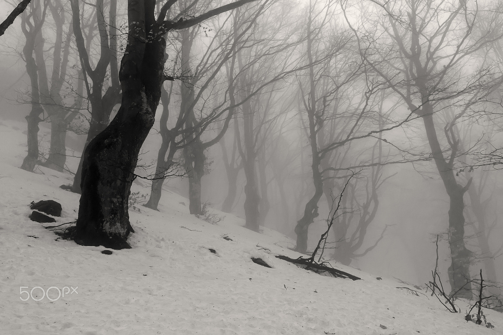 Tamron SP AF 17-50mm F2.8 XR Di II LD Aspherical (IF) sample photo. The mysterious forest of mount izdremets ii photography