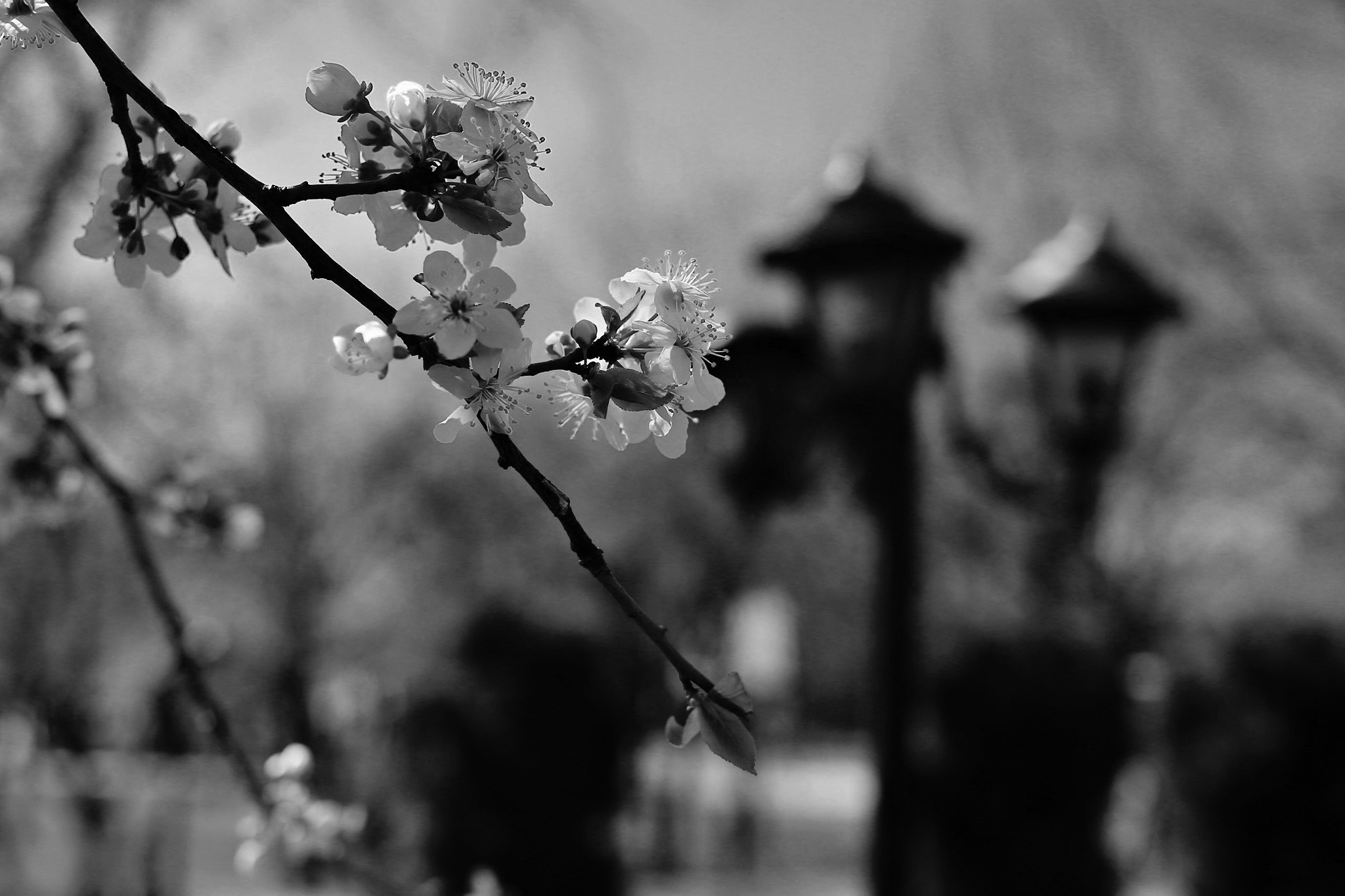 Canon EF 35mm F2 IS USM sample photo. Vintage spring photography
