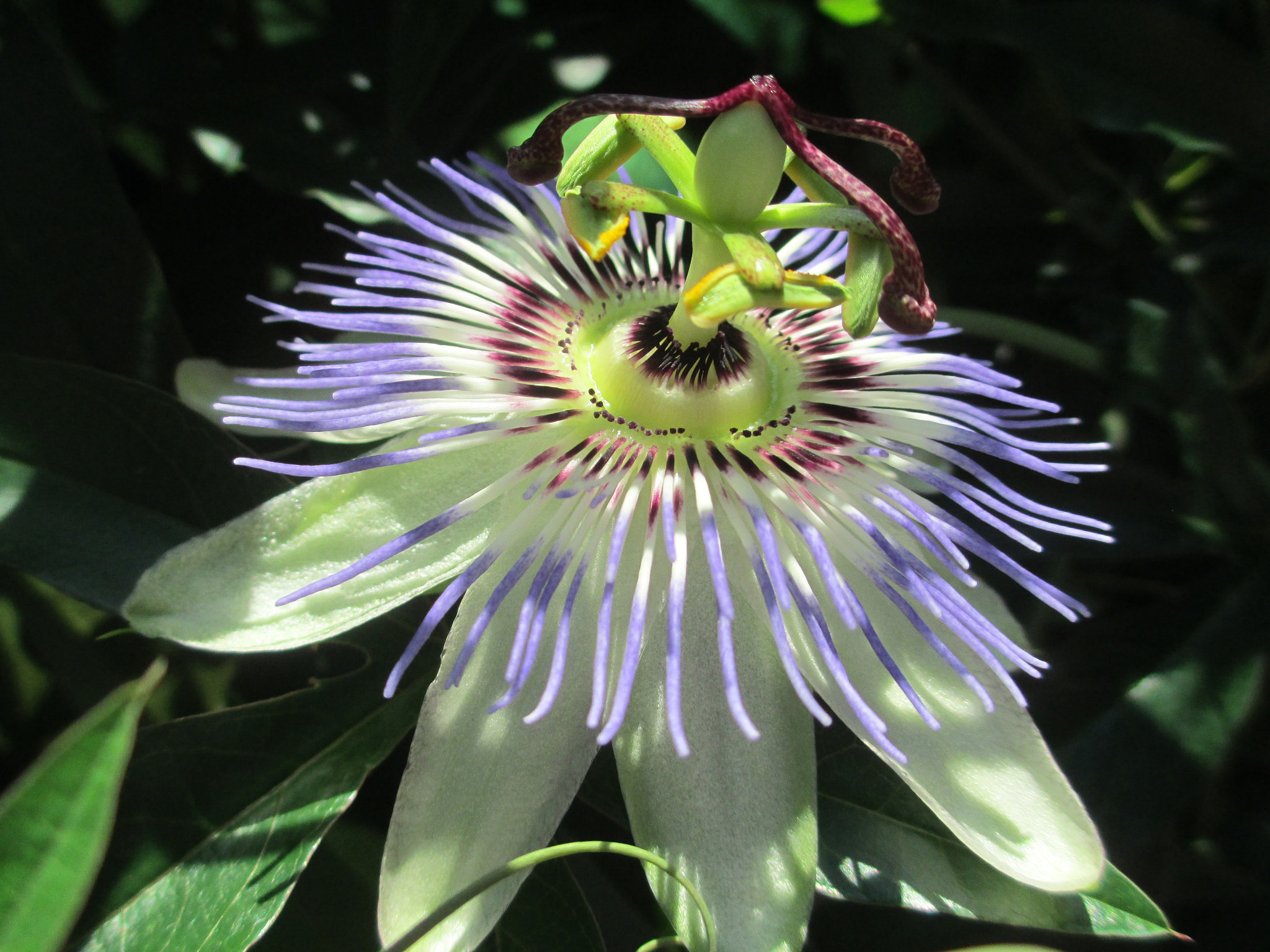 Canon PowerShot A4000 IS sample photo. Passiflora photography