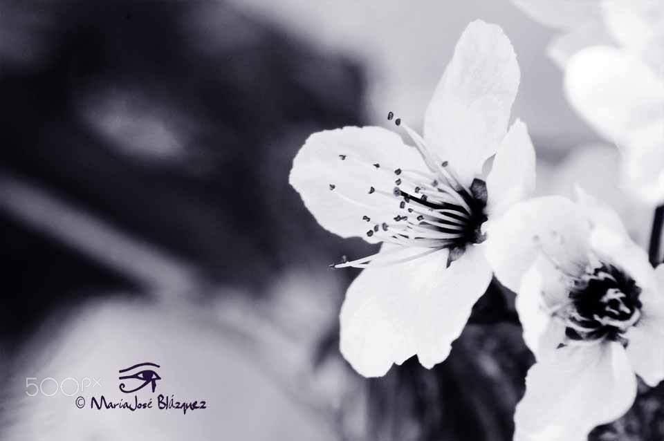 Nikon D40 sample photo. Flor de almendro photography