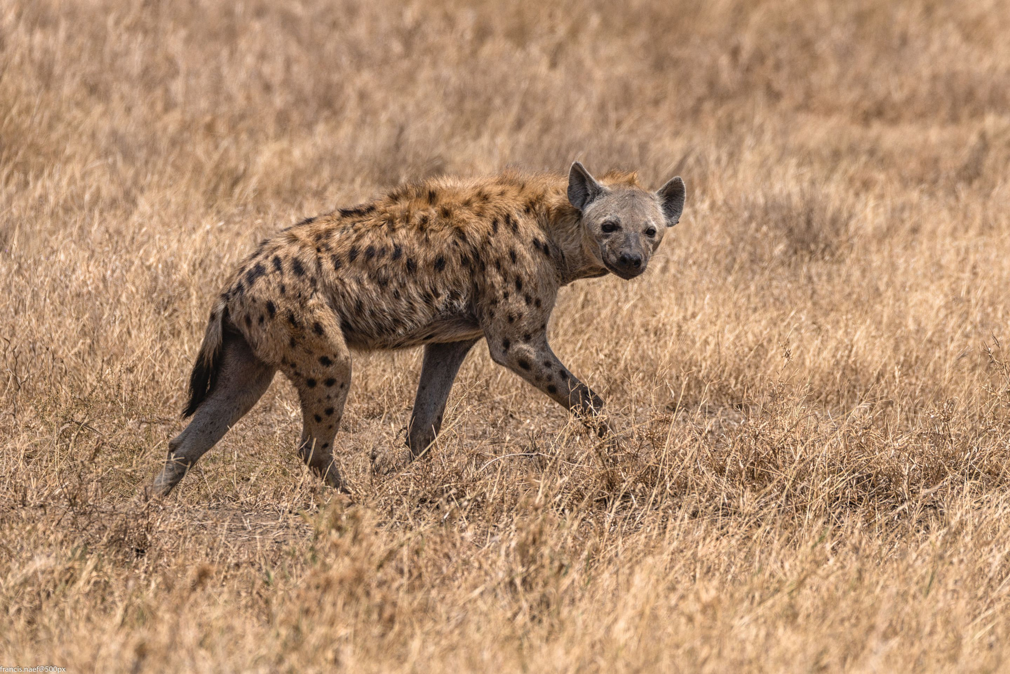 Nikon D800 + Sigma 150-600mm F5-6.3 DG OS HSM | S sample photo. Spotted hyena of serengeti photography