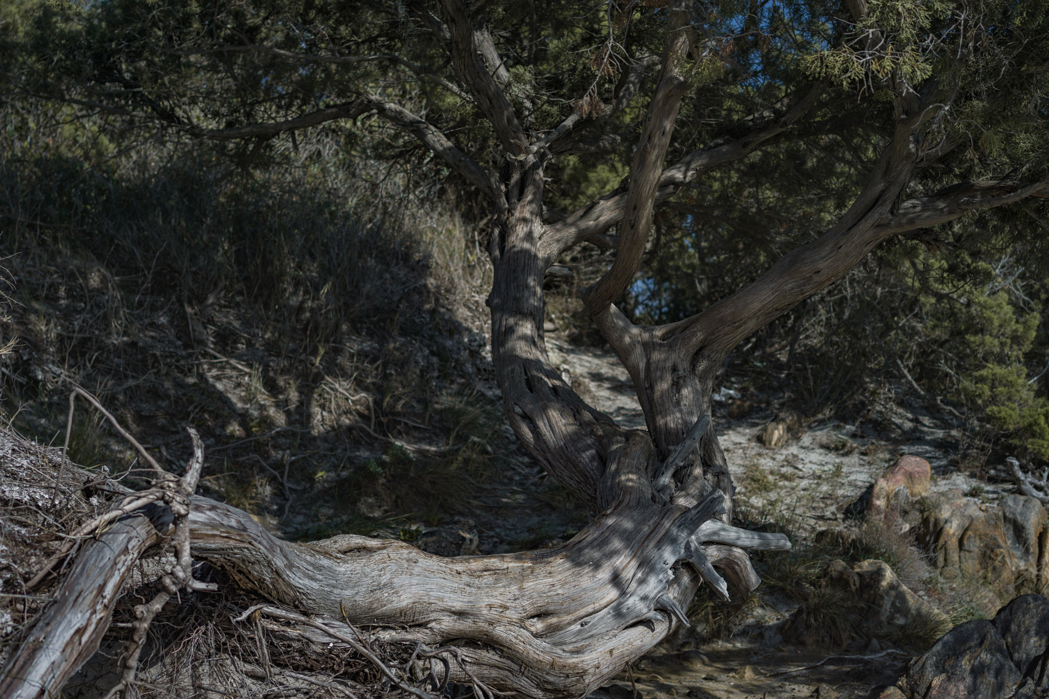Sony Sonnar T* FE 35mm F2.8 ZA sample photo. Roadtrip sardinia 2016  photography