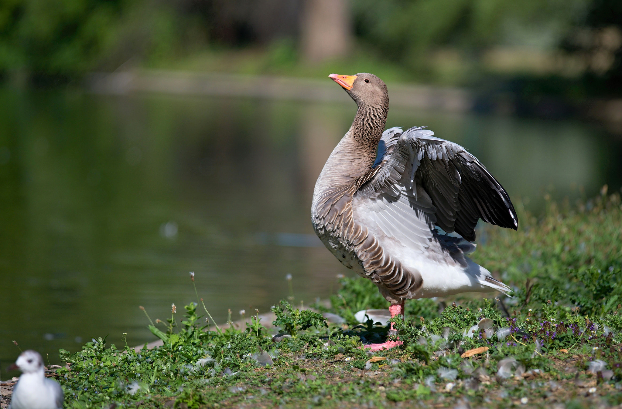 Nikon D610 + Nikon AF-S Nikkor 300mm F4D ED-IF sample photo. Greylag goose photography