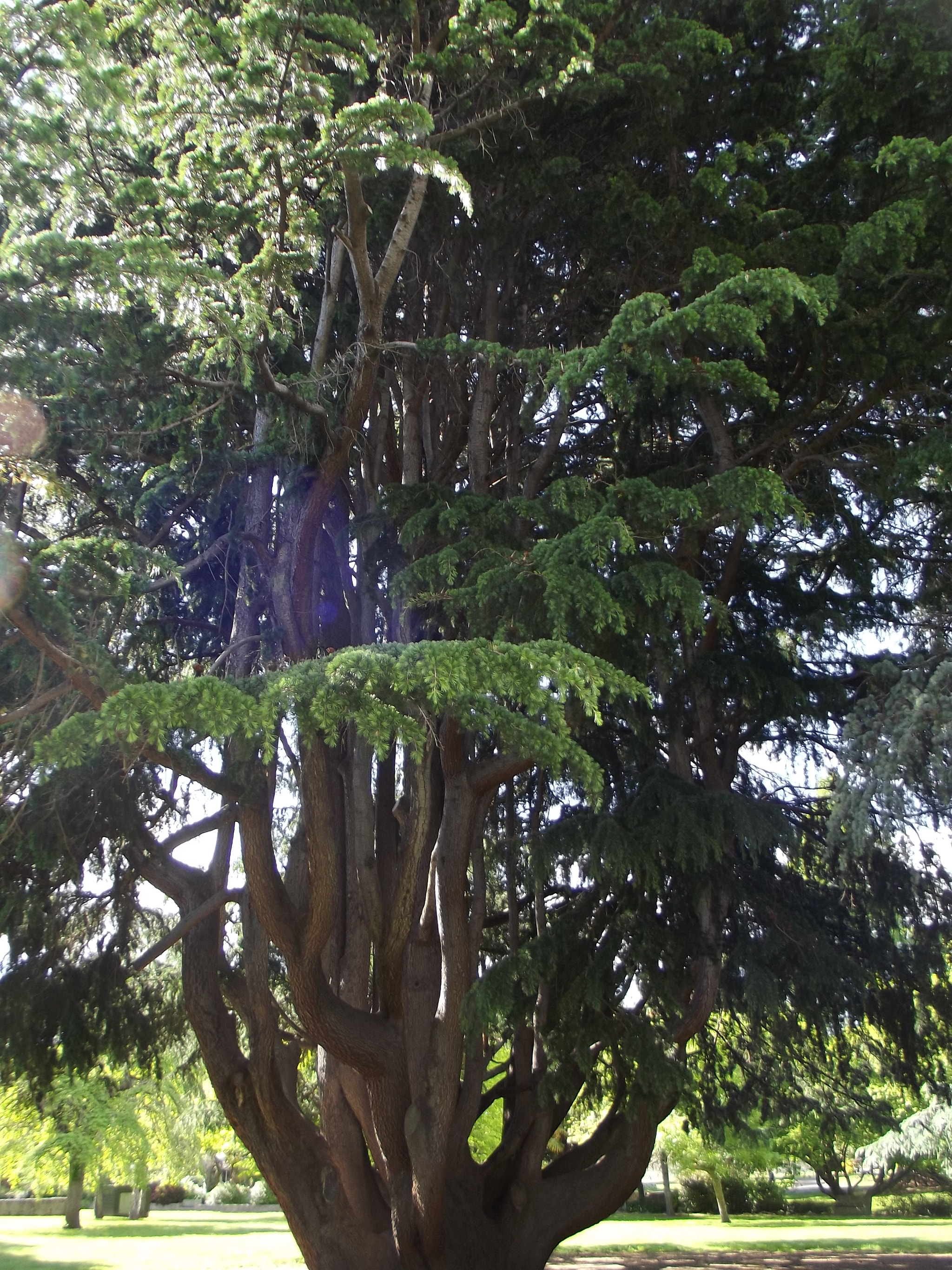 Fujifilm FinePix S2960 sample photo. Hastings cornwall park () photography