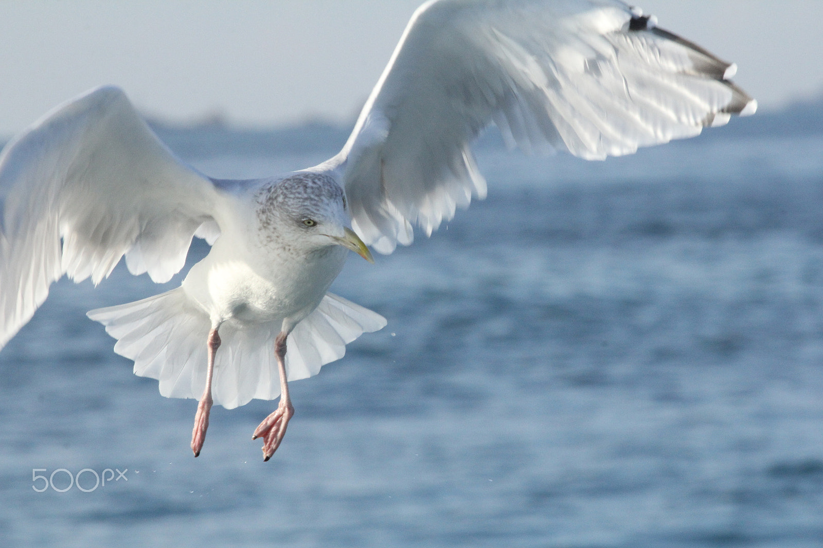 Canon EOS 60D + Canon EF 400mm F5.6L USM sample photo. Herring gull photography
