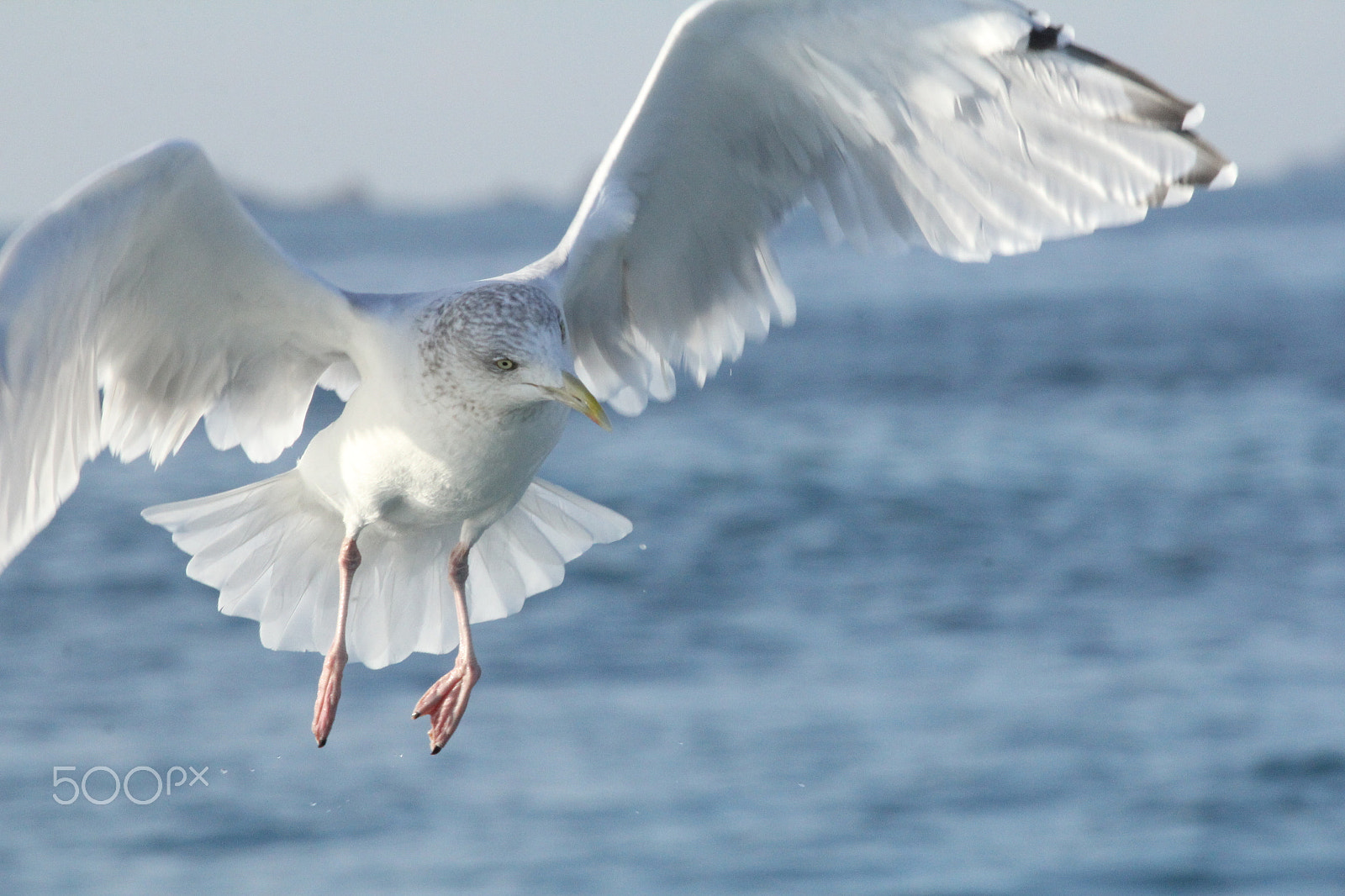 Canon EOS 60D sample photo. Herring gull photography