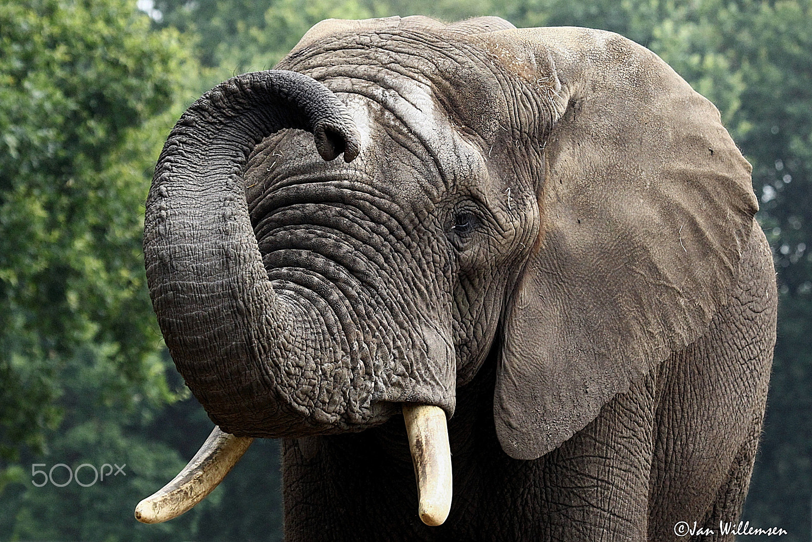 Canon EF 100-400mm F4.5-5.6L IS USM sample photo. Afr. elephant photography